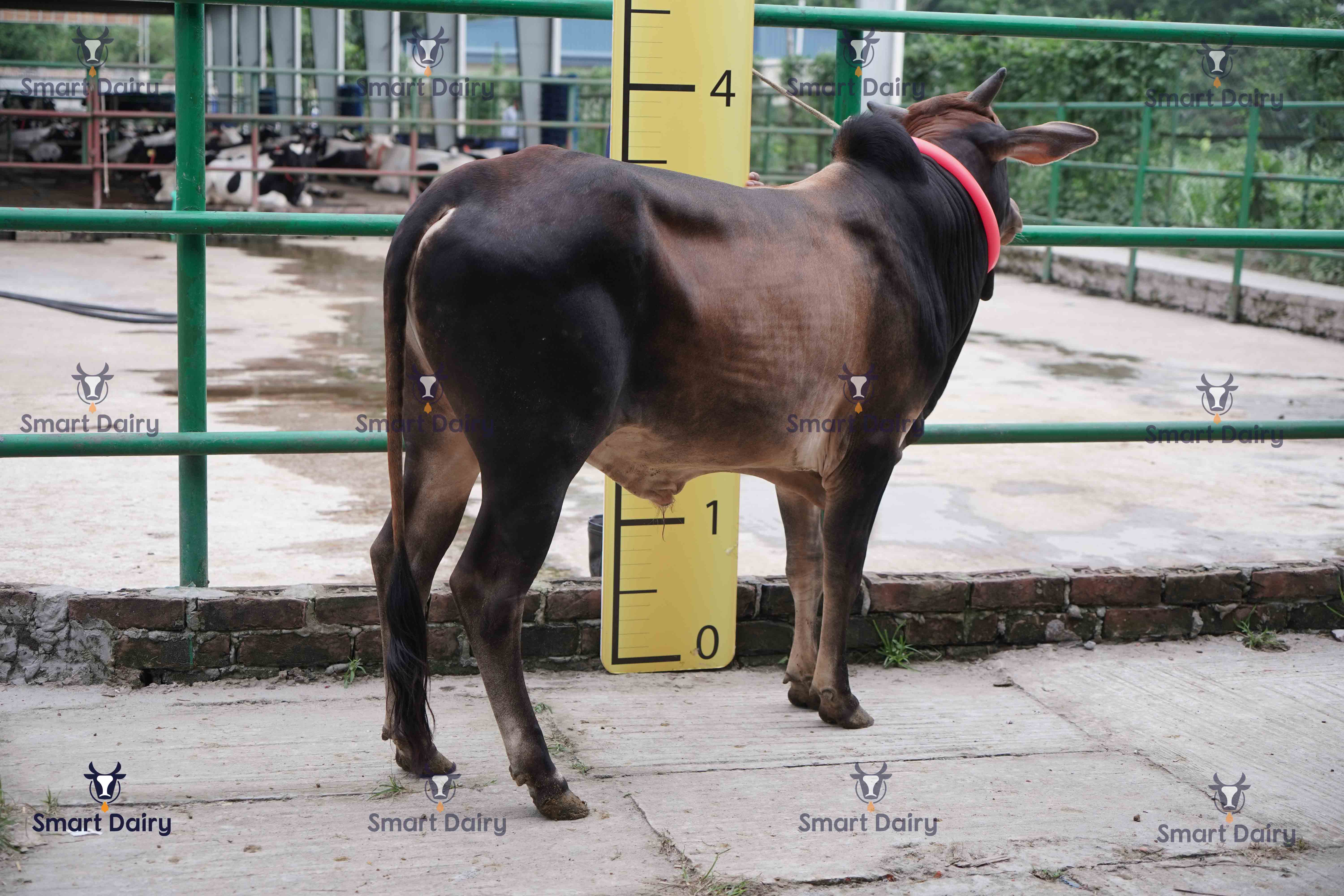 Male - Bull (ষাঁড়), SD-69