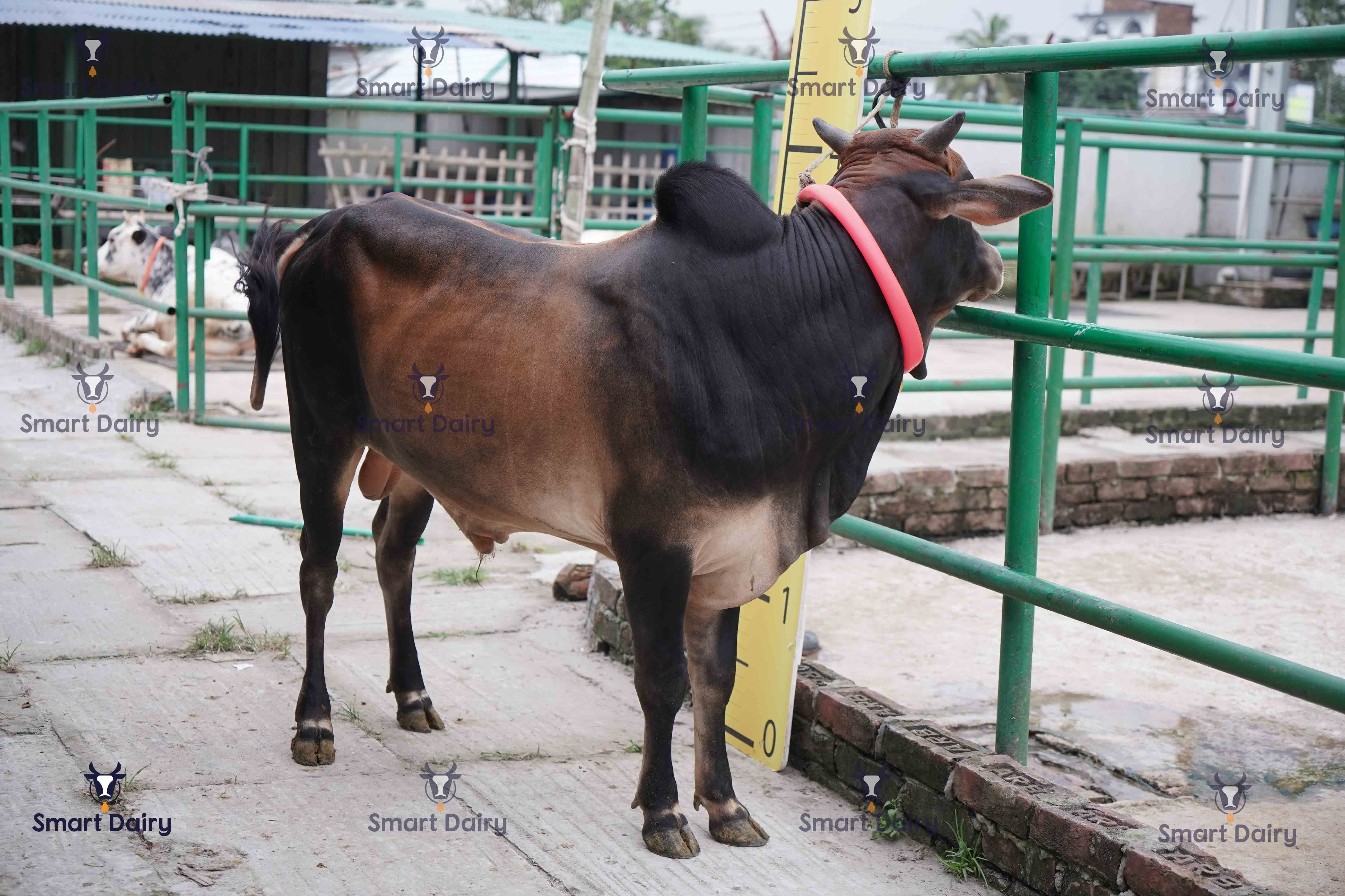 Male - Bull (ষাঁড়), SD-69