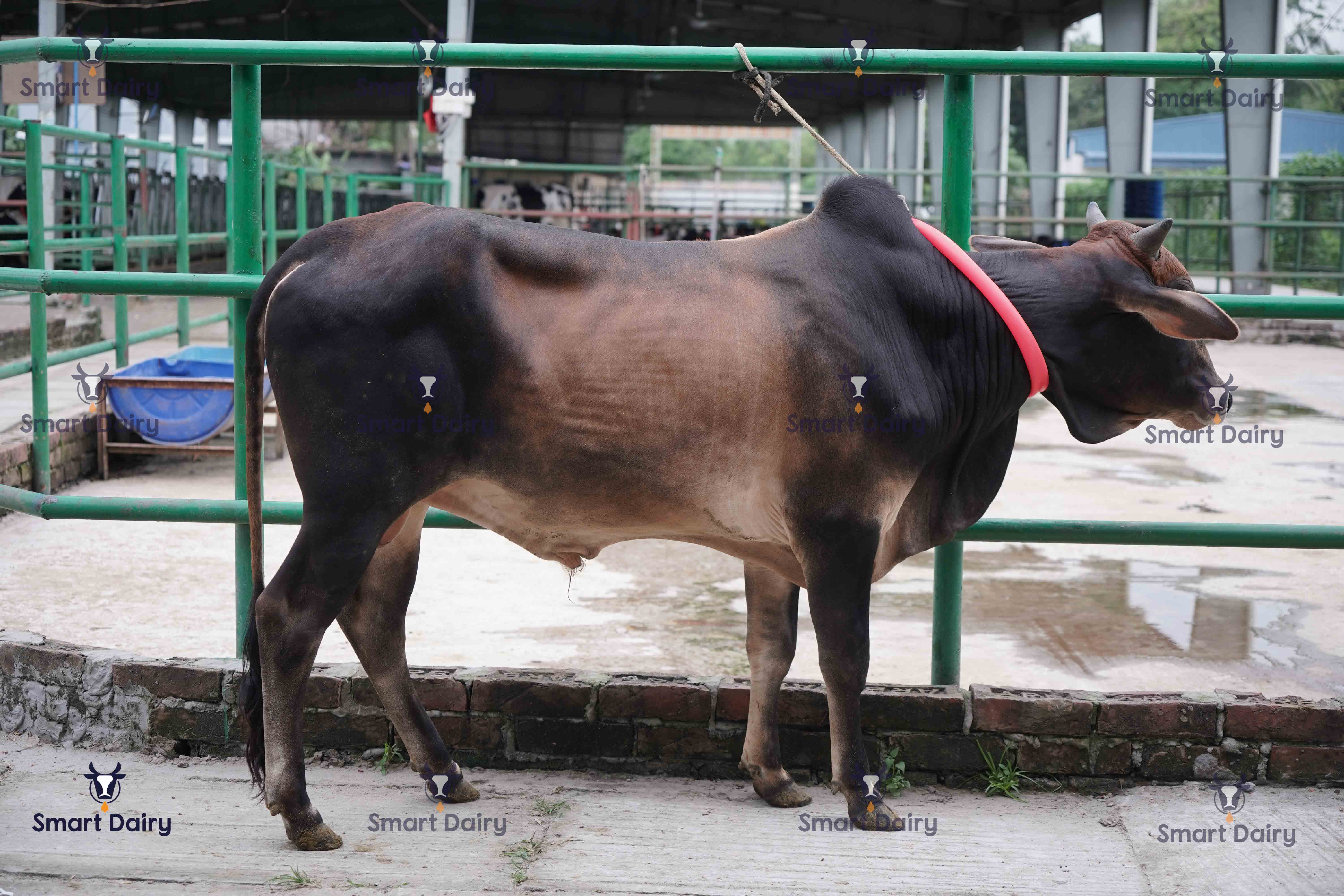 Male - Bull (ষাঁড়), SD-69