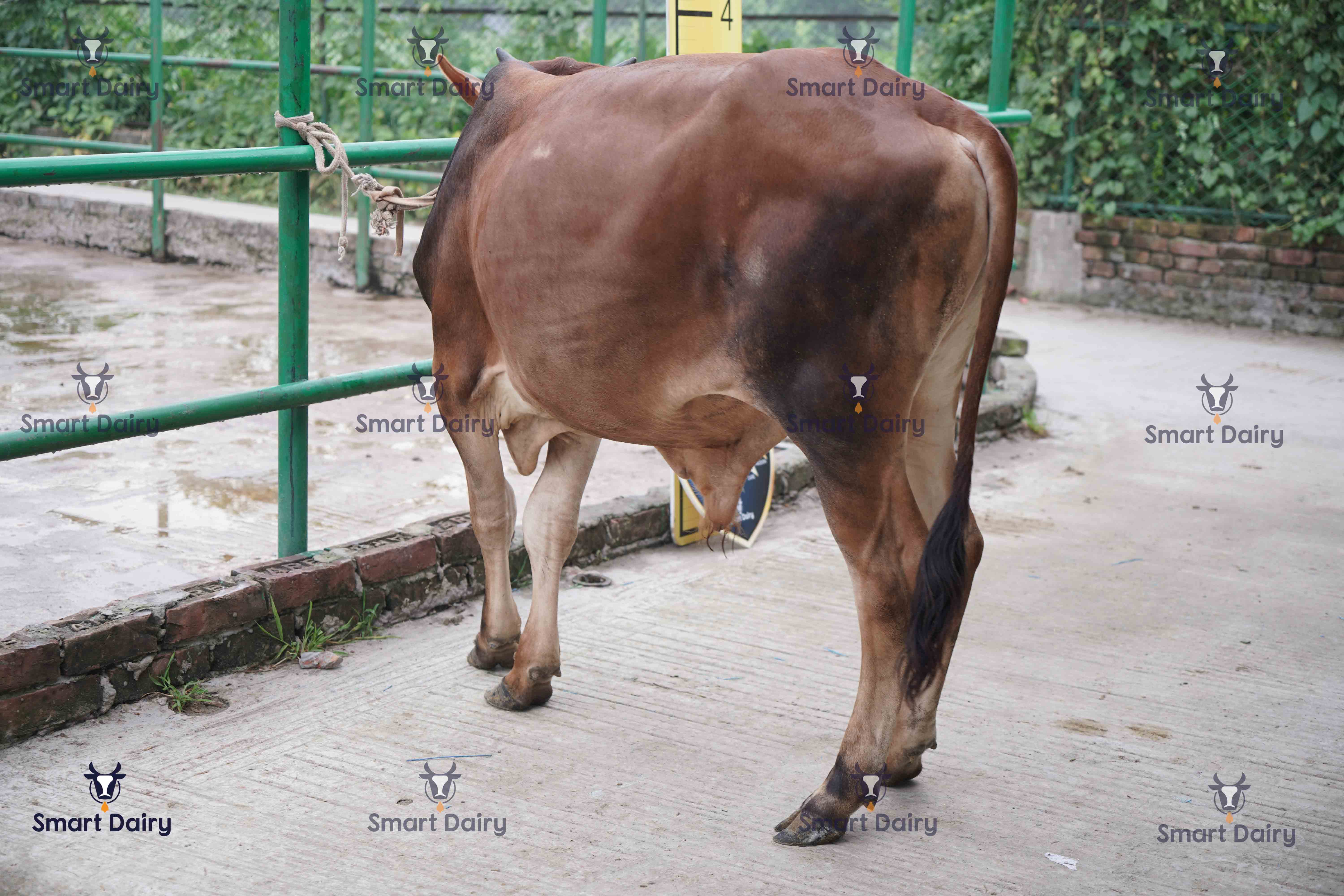 Male - Bull (ষাঁড়), SD-71
