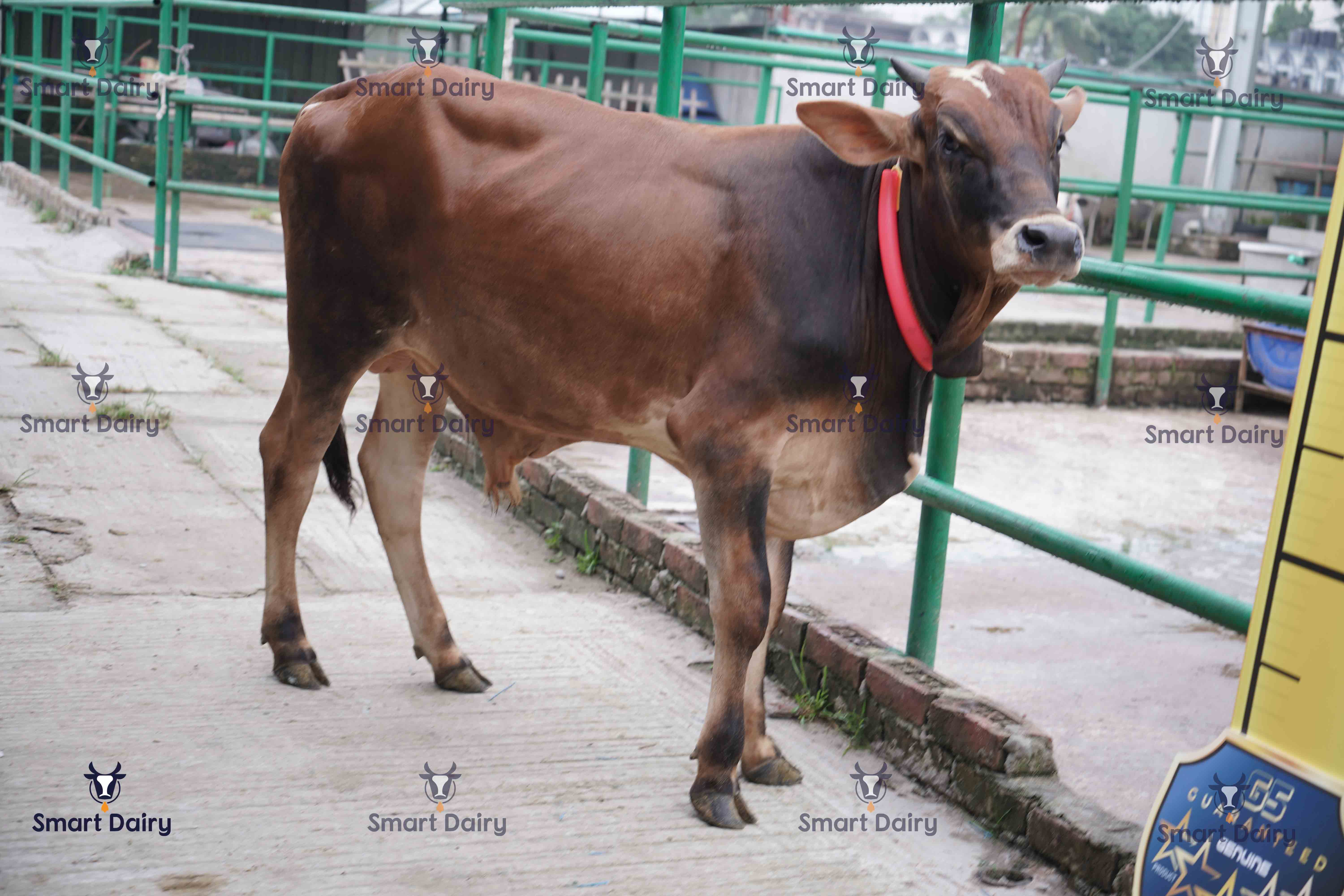 Male - Bull (ষাঁড়), SD-71