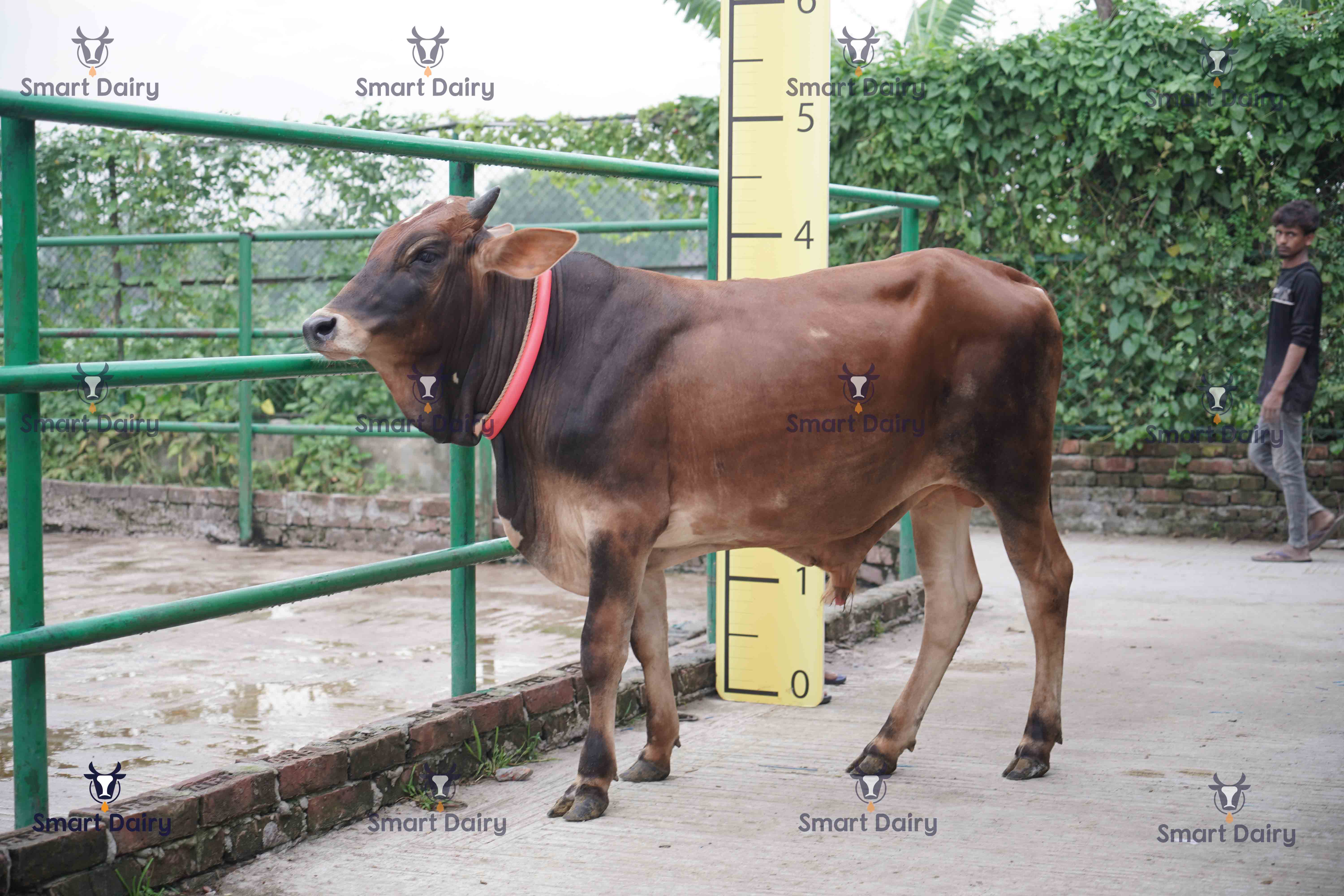 Male - Bull (ষাঁড়), SD-71