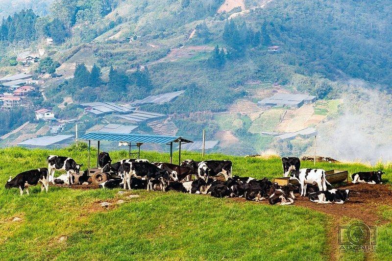 About Smart Dairy