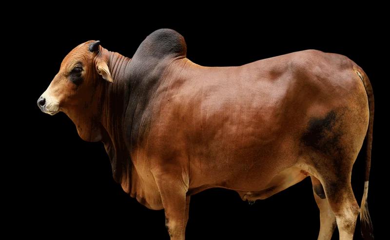 Premium Qurbani Cow 1