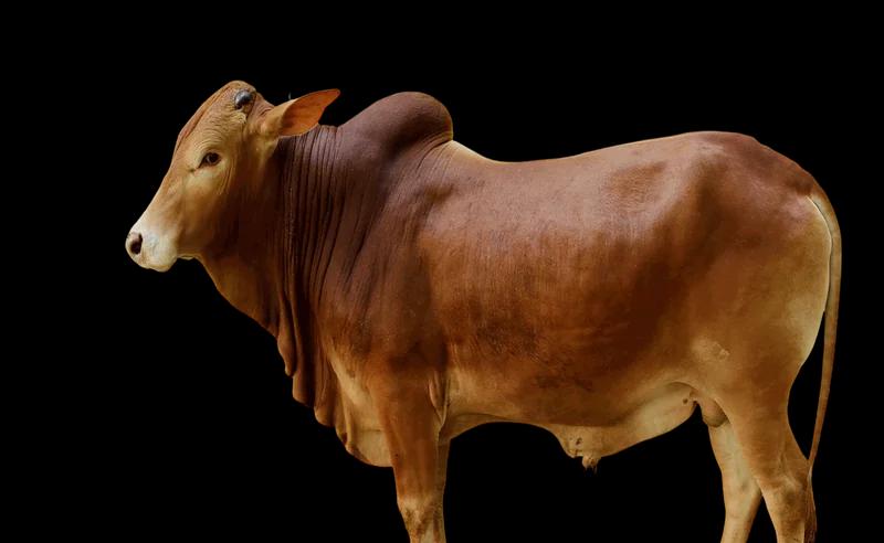 Premium Qurbani Cow 2