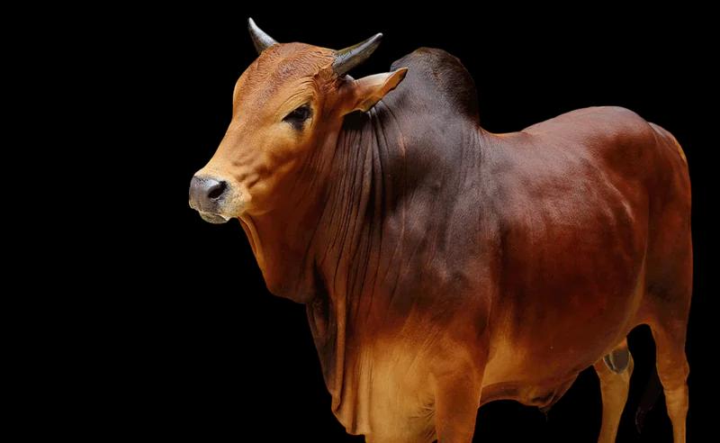 Premium Qurbani Cow 3