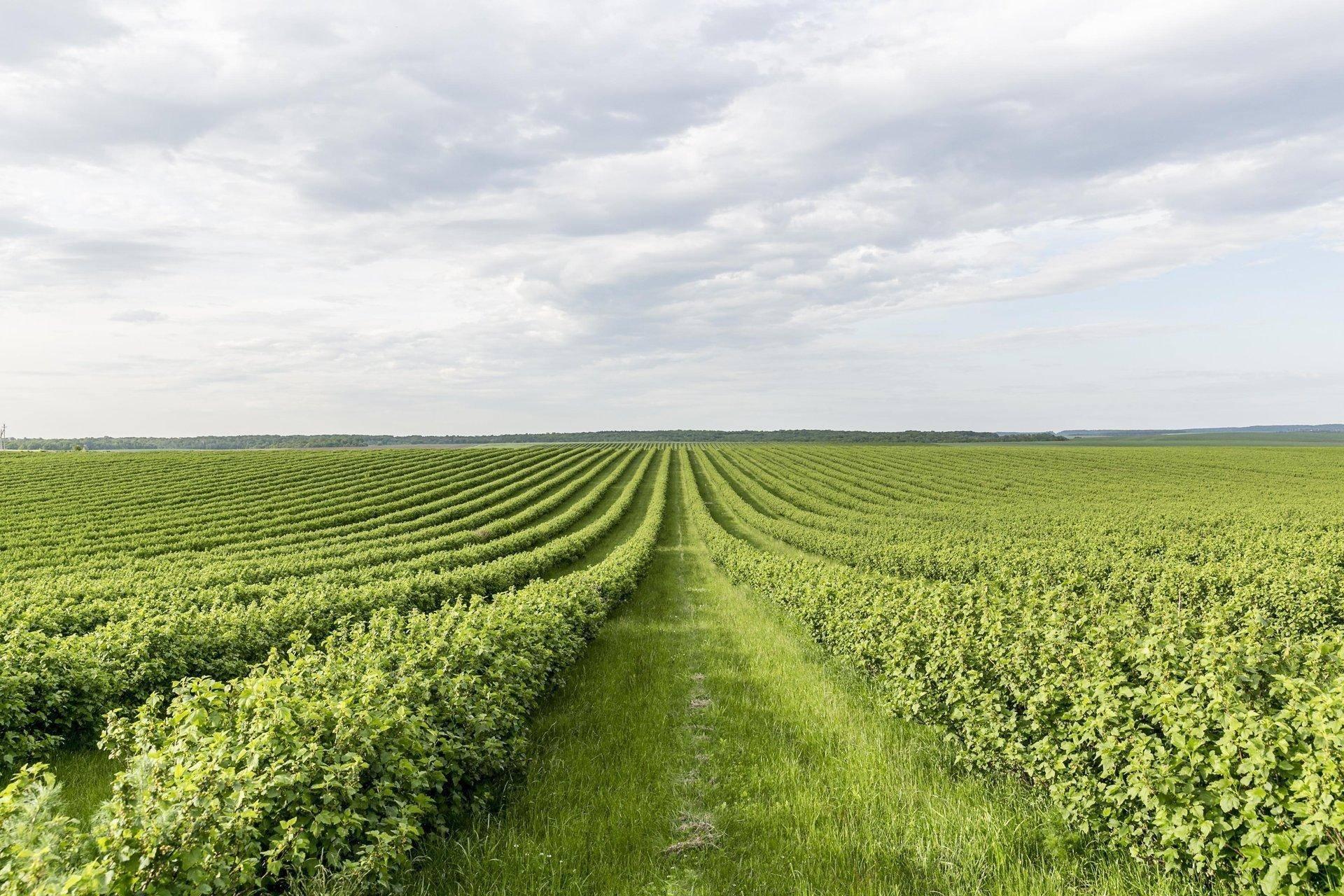 Smart Dairy Farm