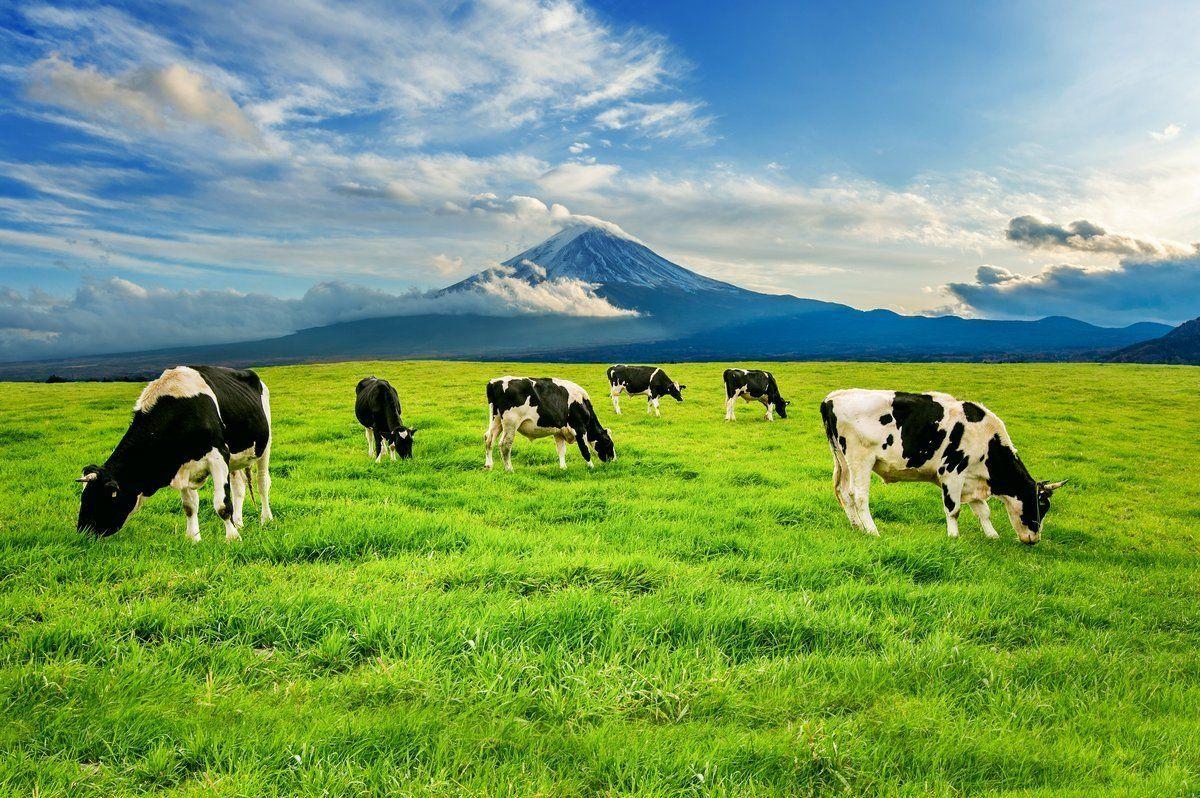 Partnership with Local Farmers for Fair Trade