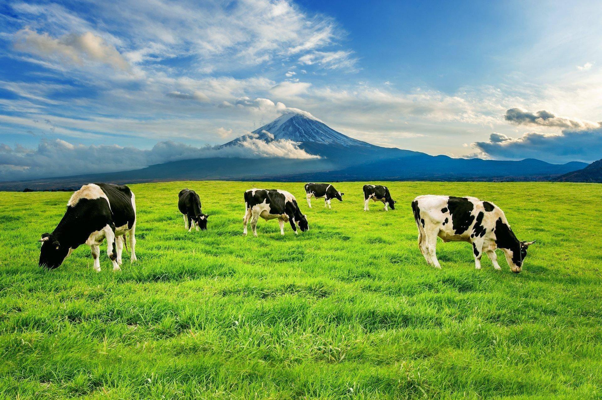 Milking Parlor