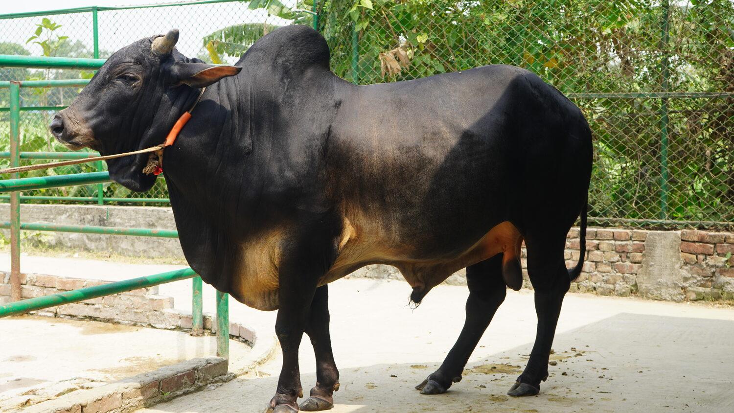 Jomidar