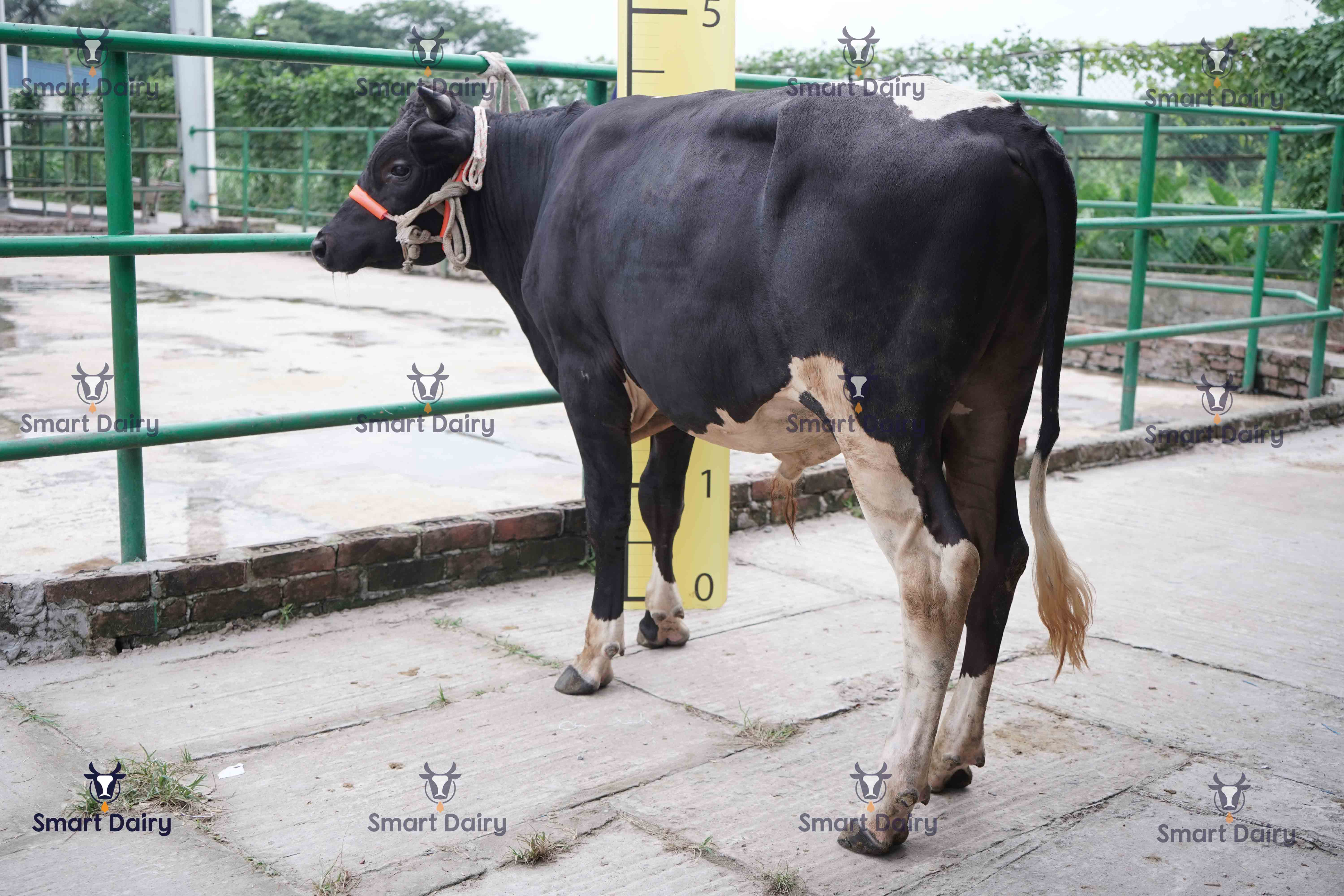 Male - Bull (ষাঁড়), SD-12