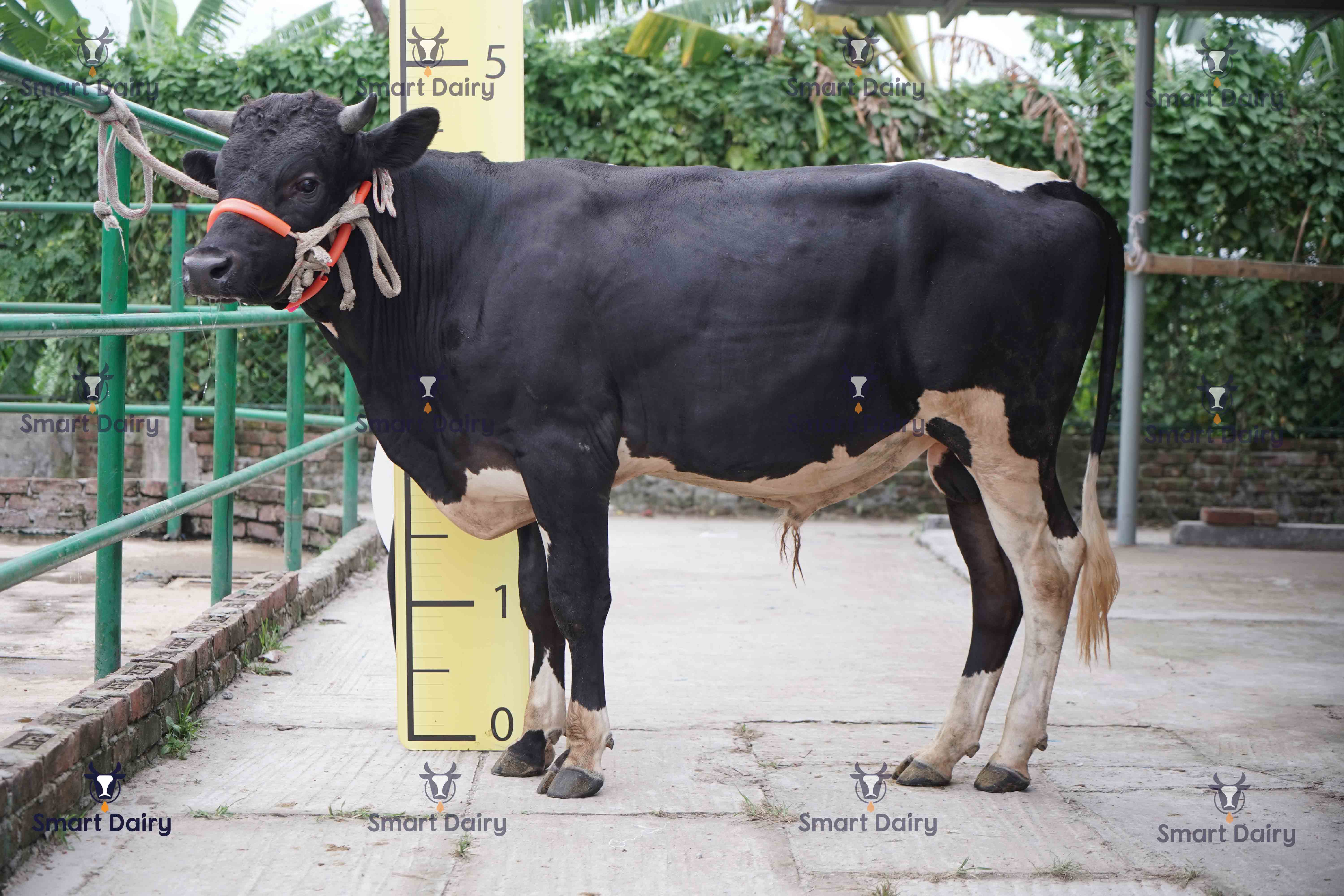 Male - Bull (ষাঁড়), SD-12