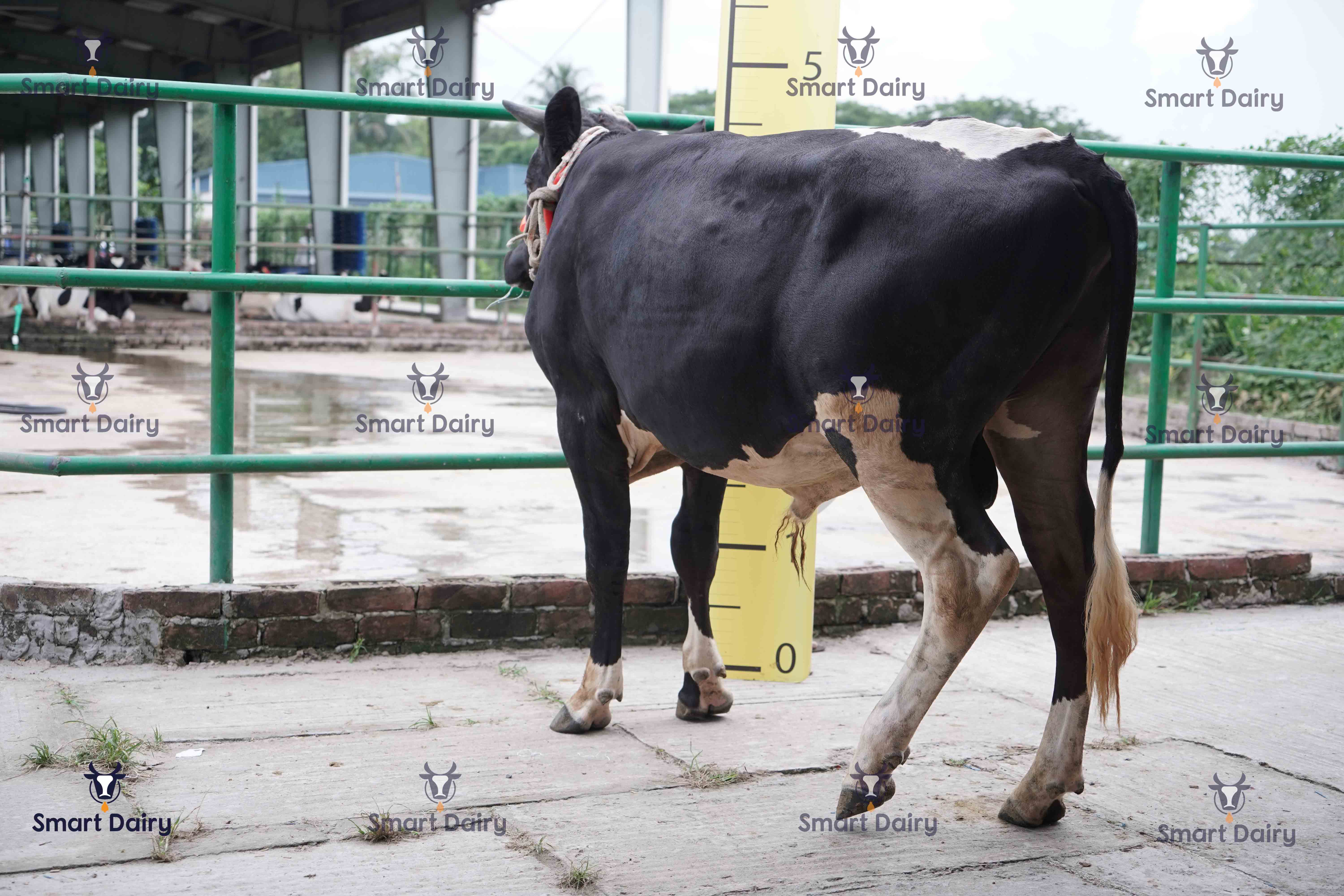 Male - Bull (ষাঁড়), SD-12