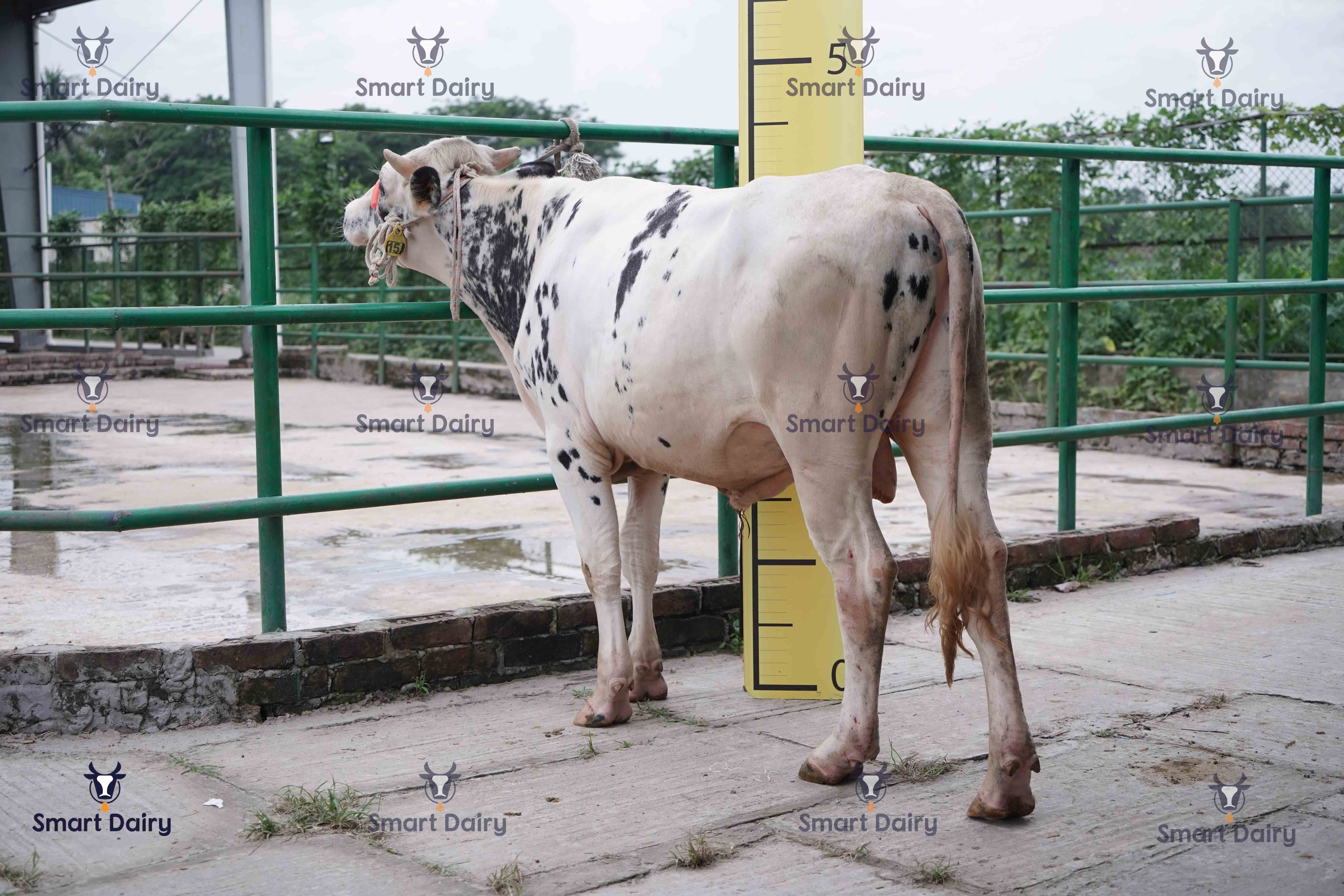 Male - Bull (ষাঁড়), SD-15