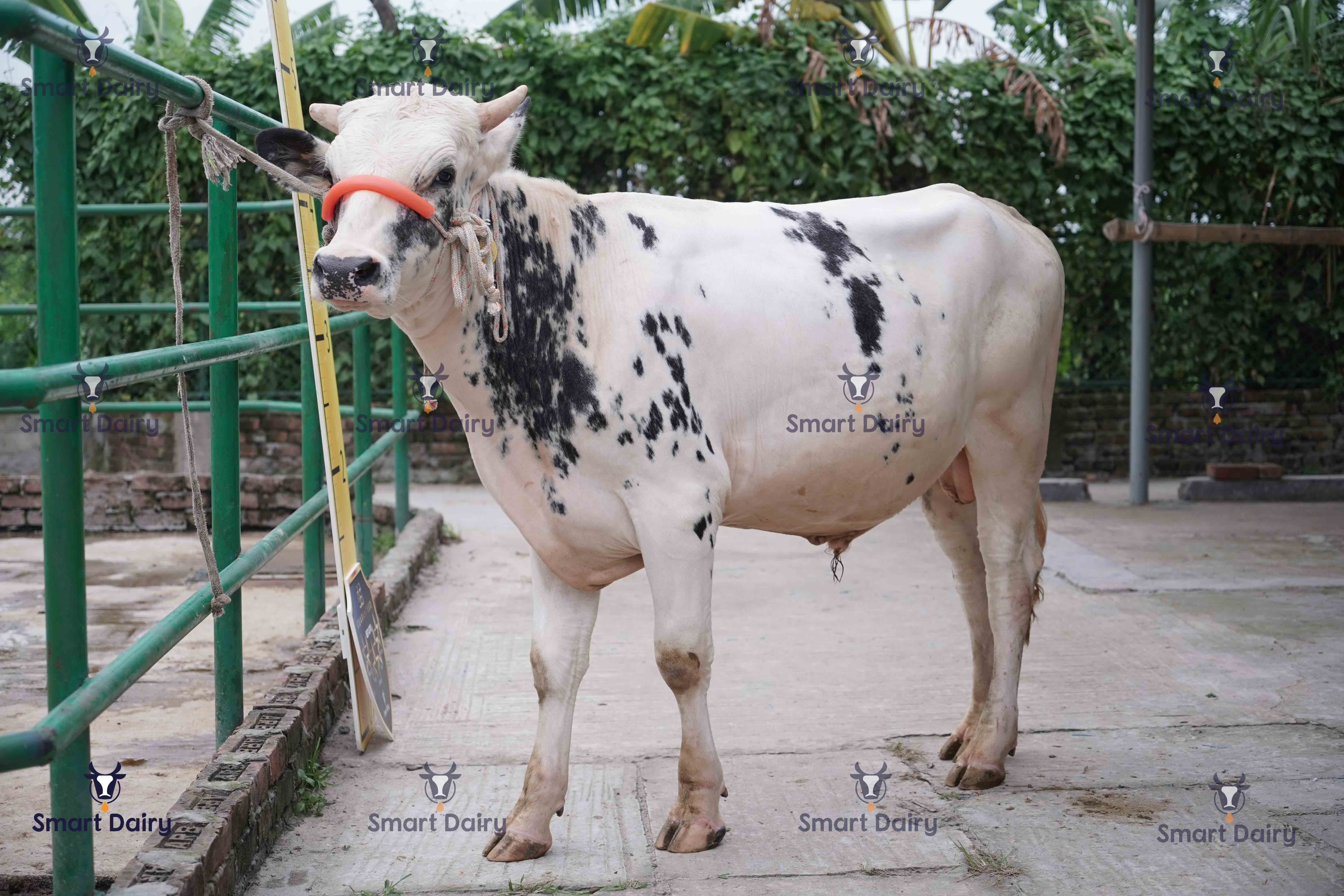 Male - Bull (ষাঁড়), SD-15