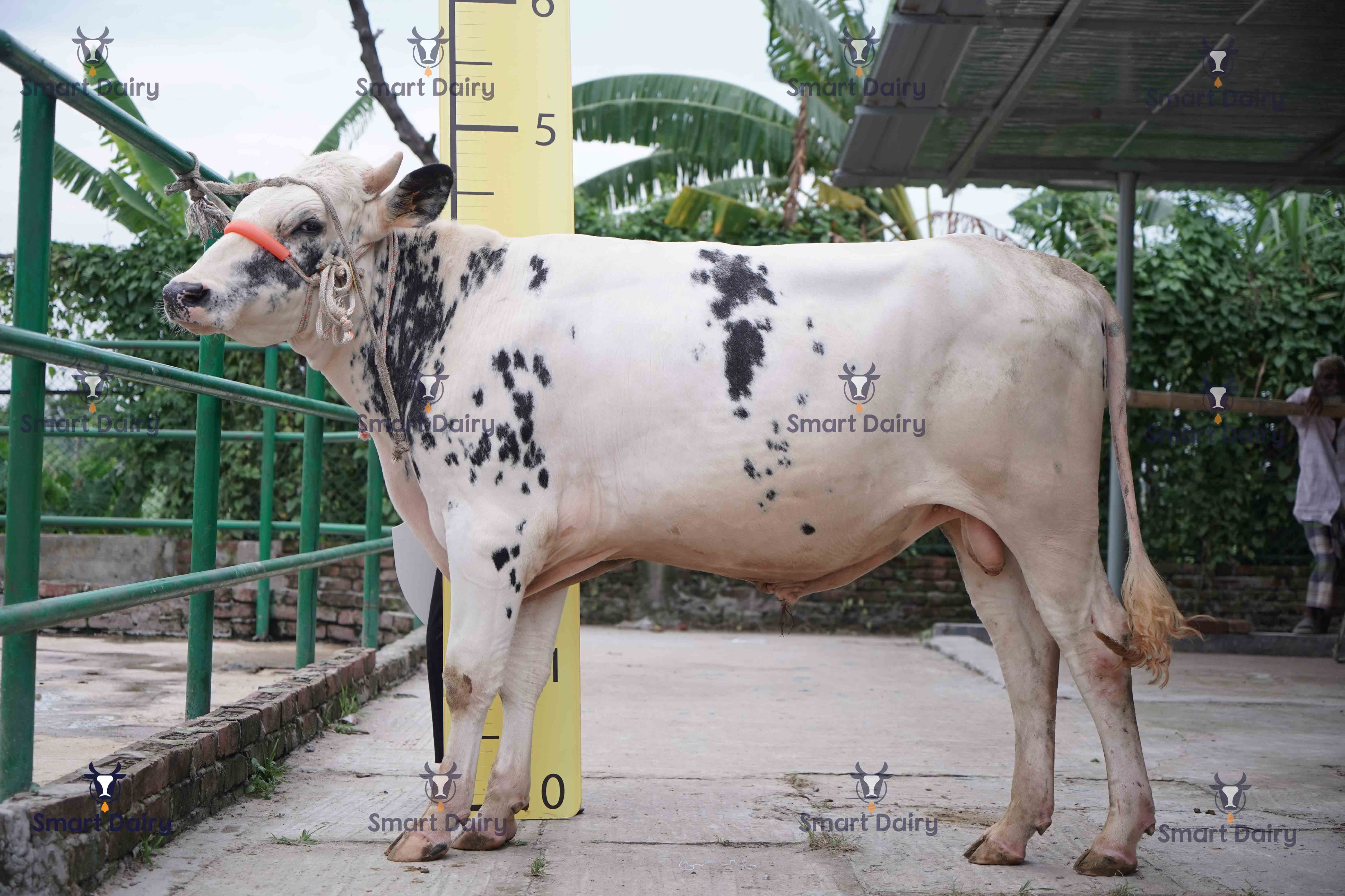Male - Bull (ষাঁড়), SD-15