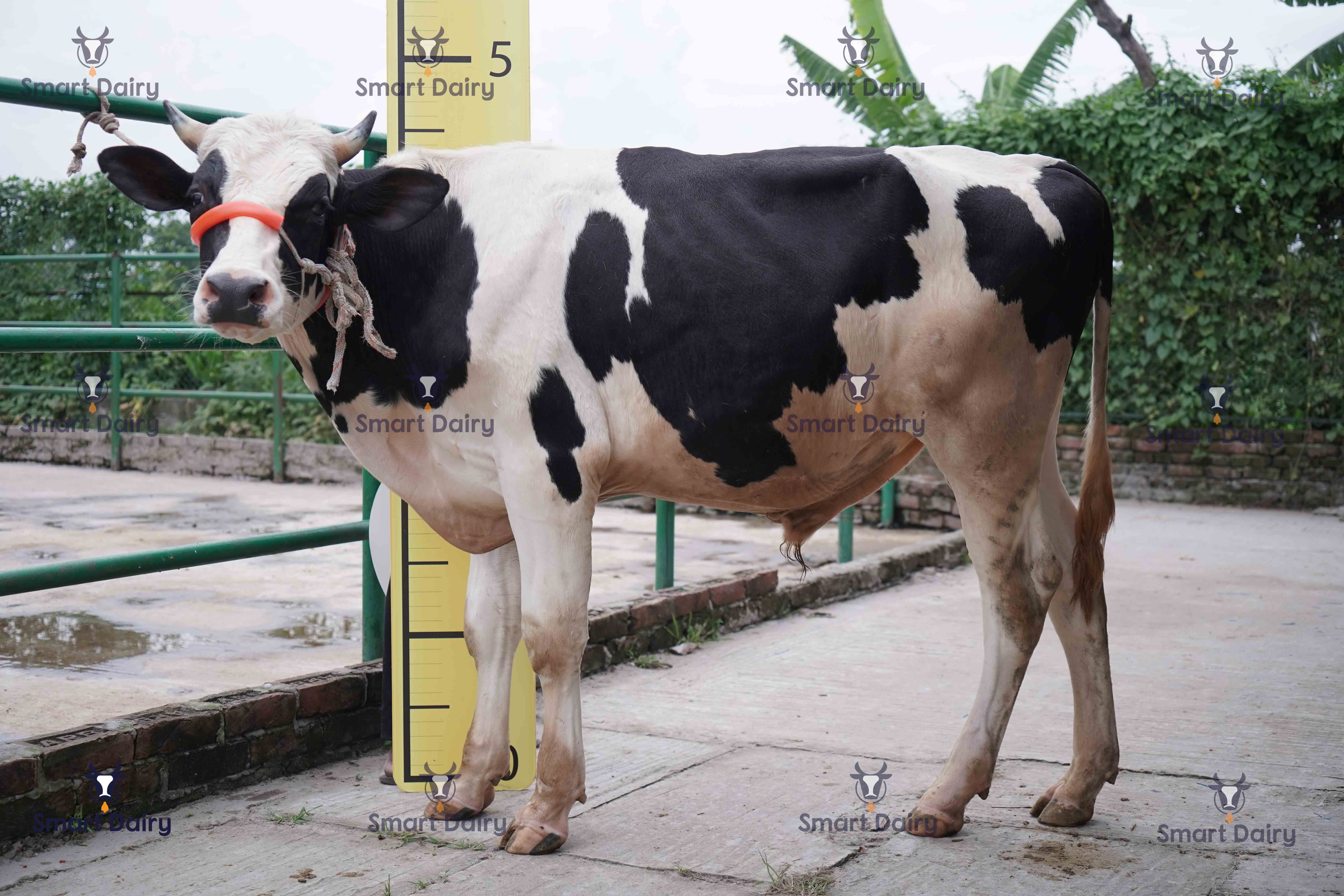 Male - Bull (ষাঁড়), SD-20