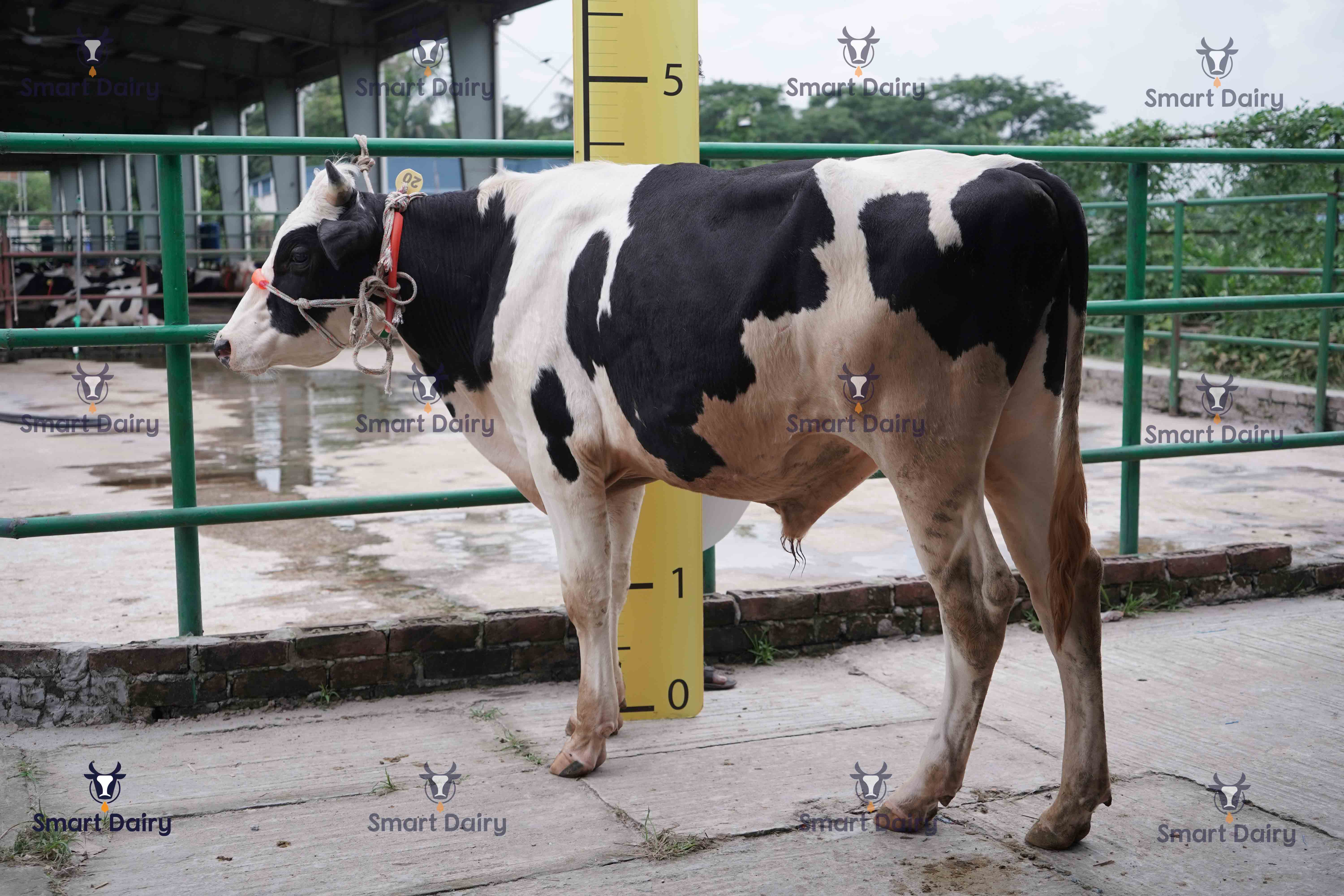 Male - Bull (ষাঁড়), SD-20