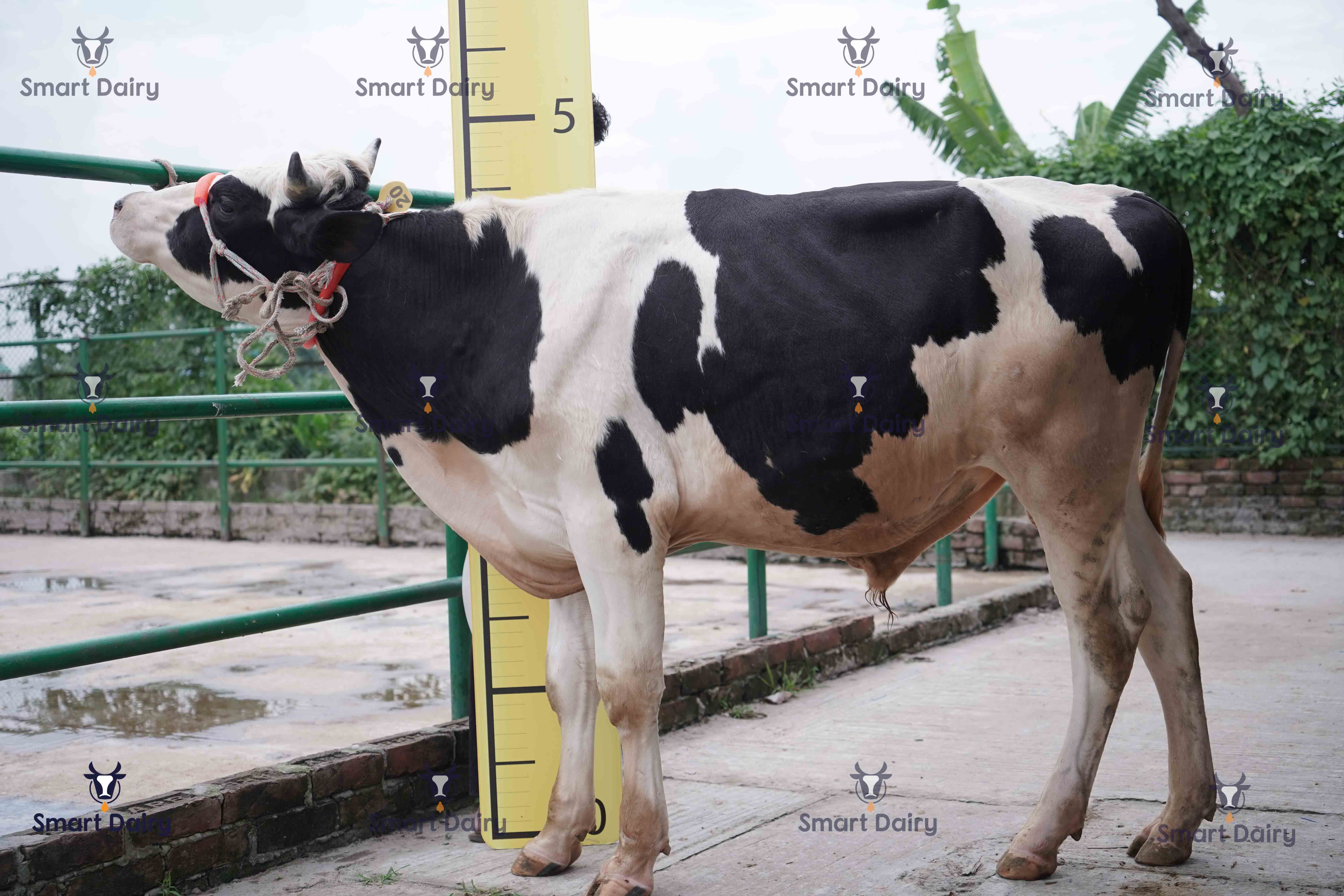 Male - Bull (ষাঁড়), SD-20