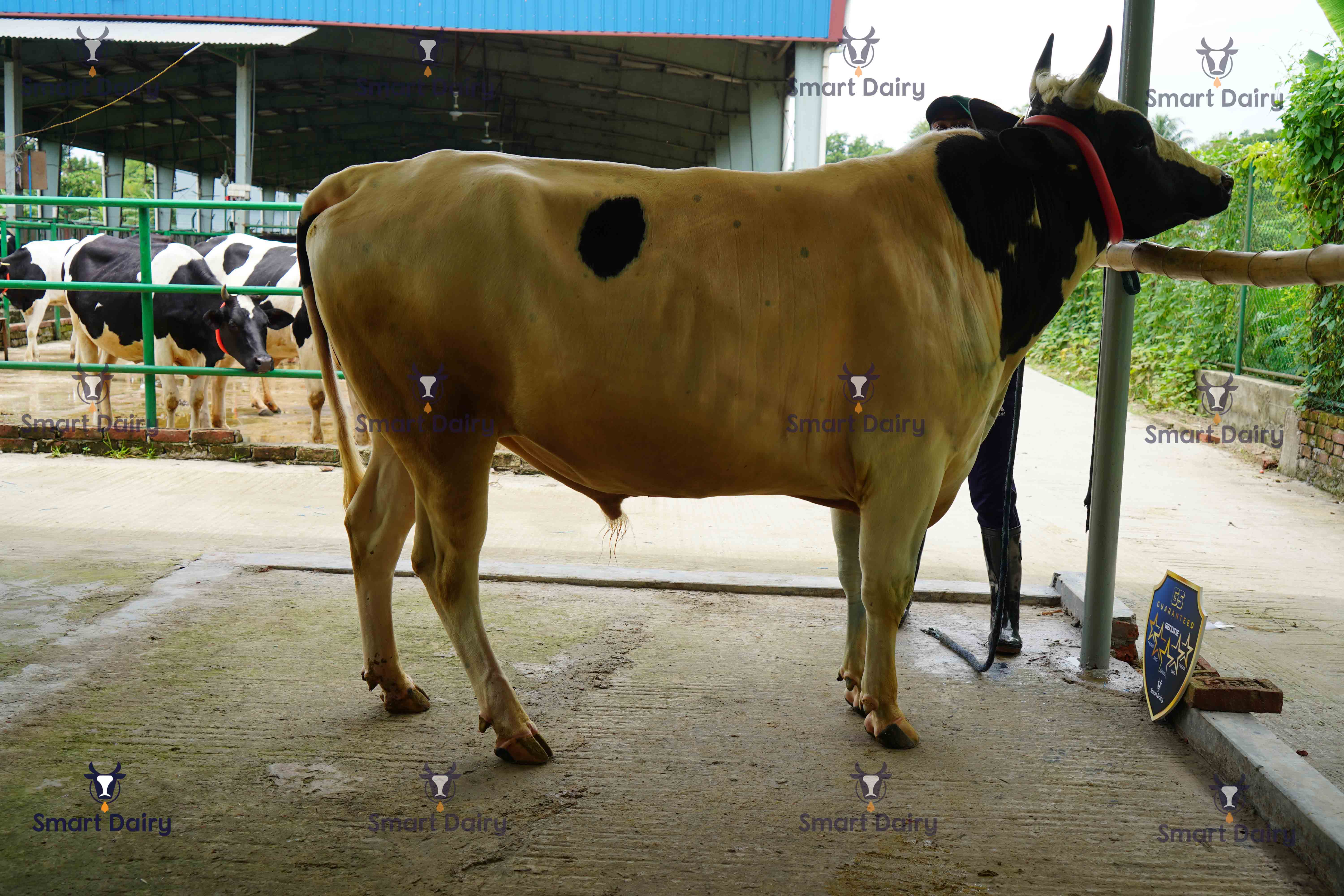 Male - Bull (ষাঁড়), SD-21
