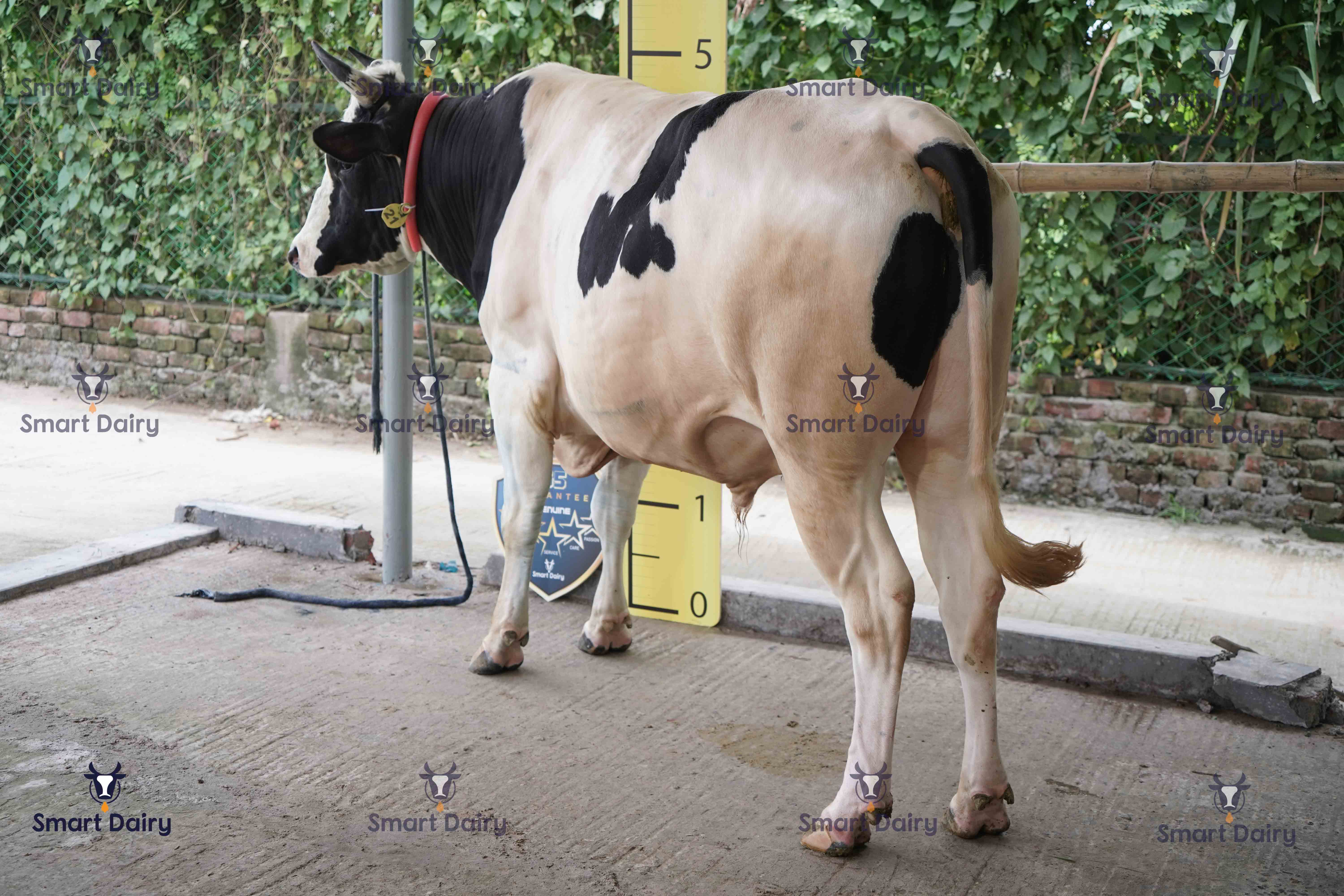 Male - Bull (ষাঁড়), SD-21