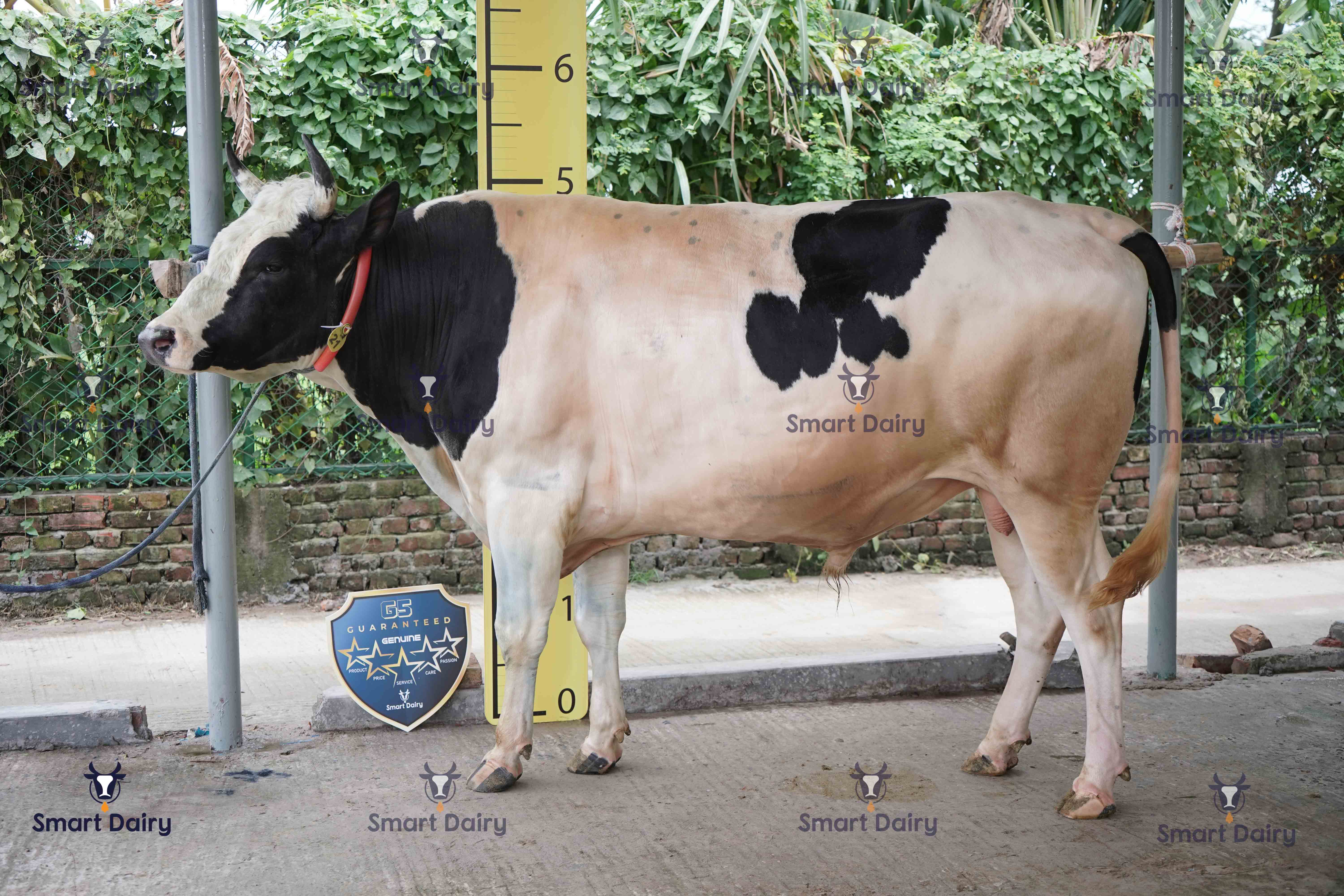 Male - Bull (ষাঁড়), SD-21