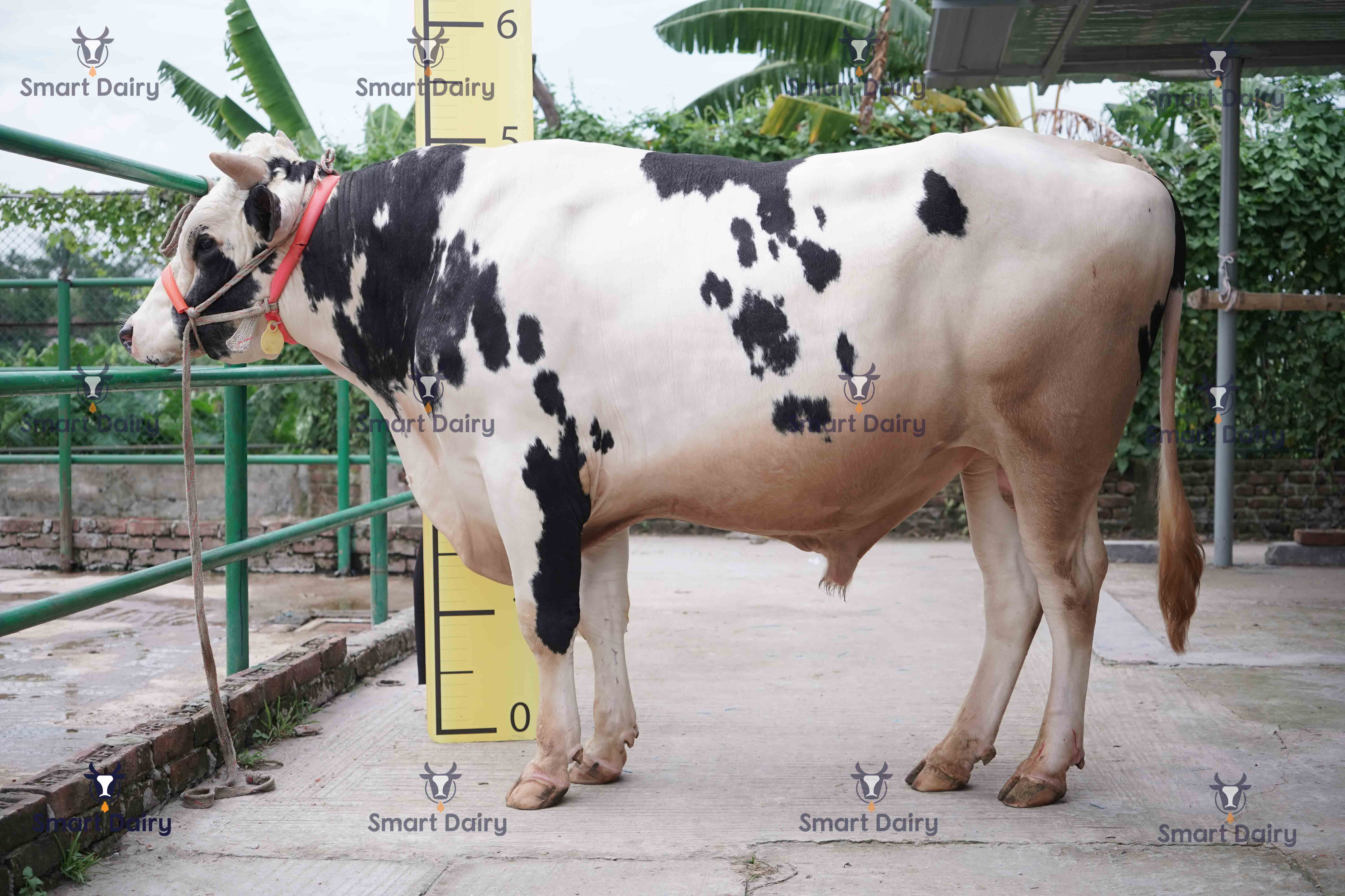 Male - Bull (ষাঁড়), SD-22