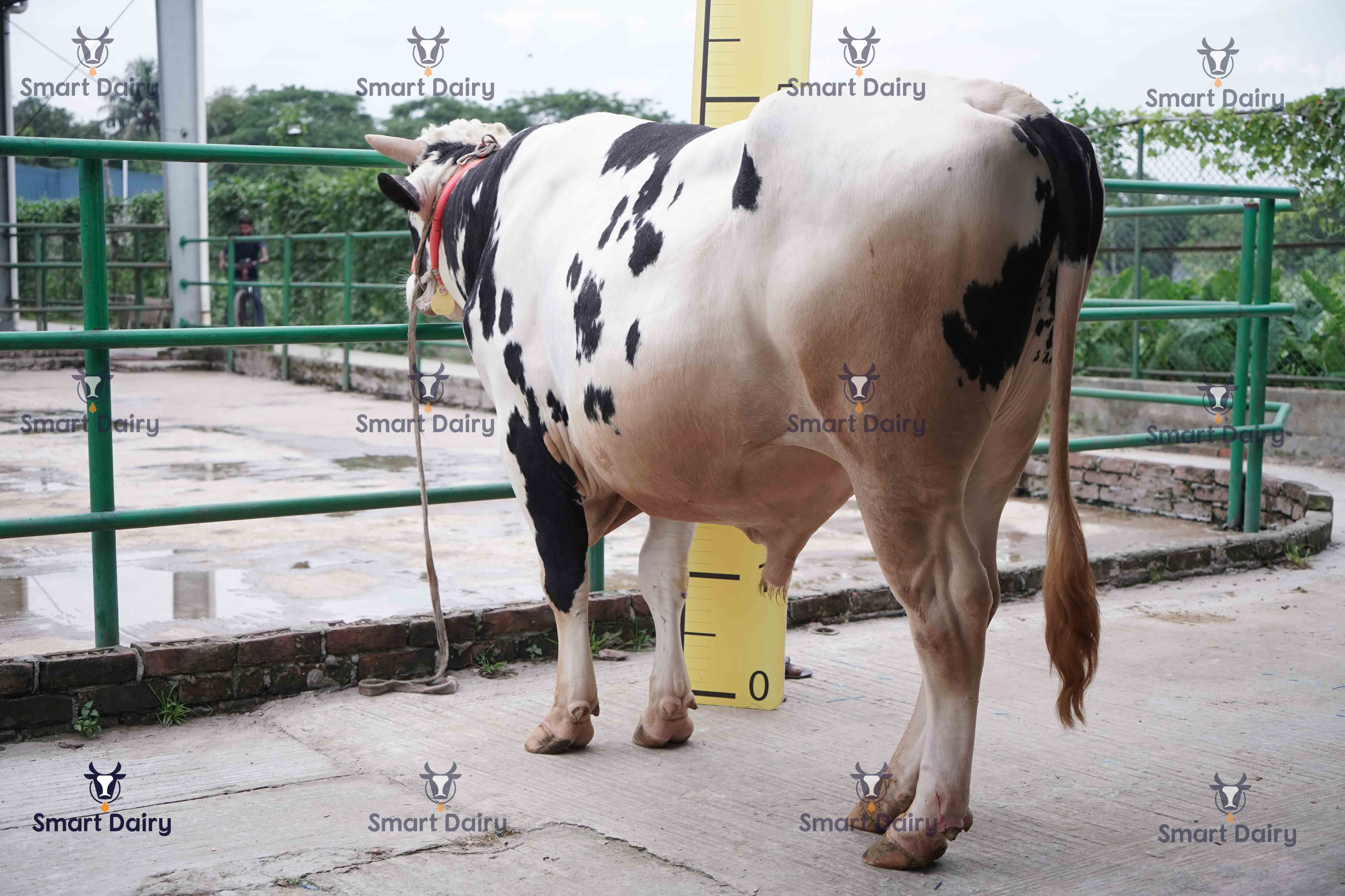 Male - Bull (ষাঁড়), SD-22