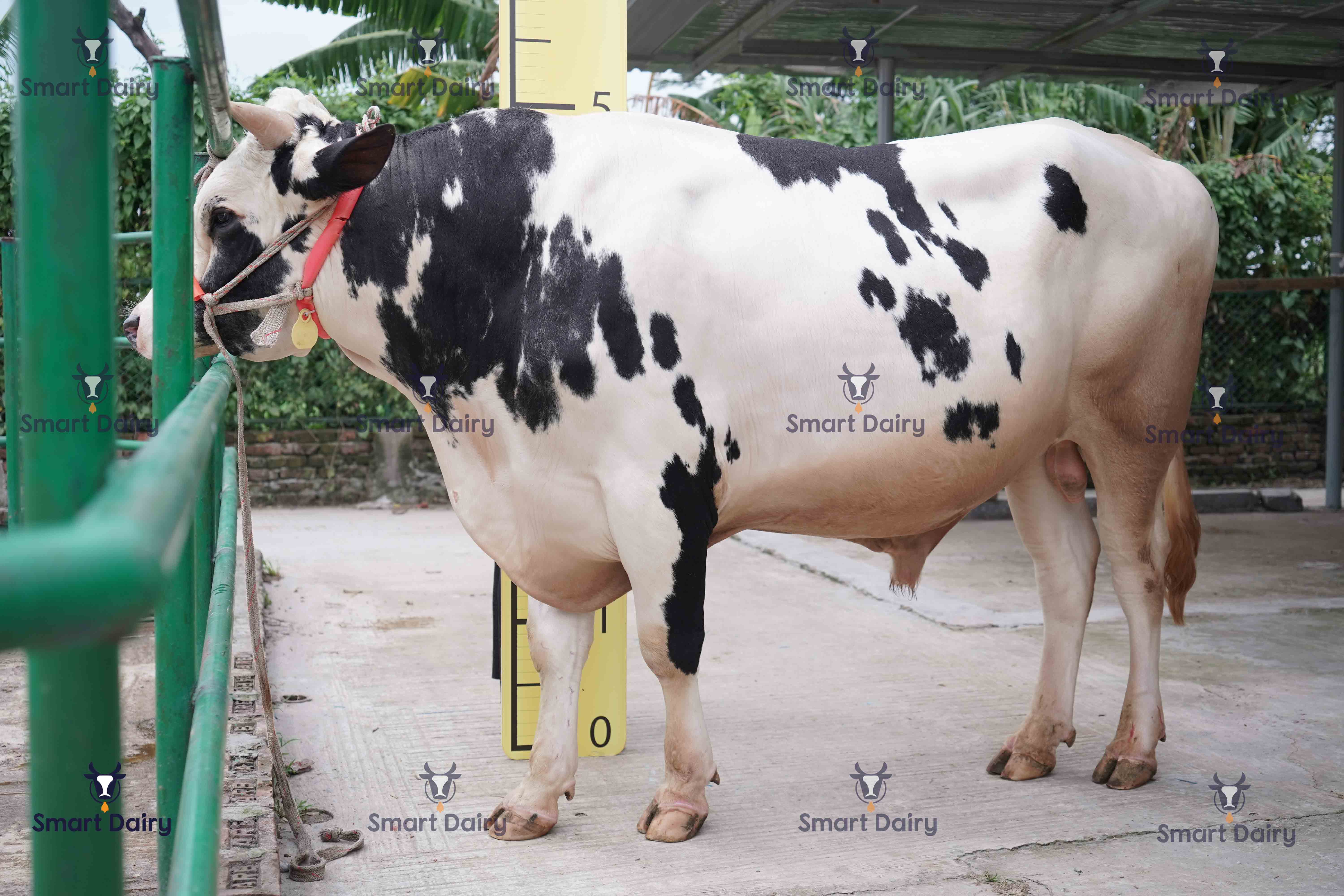 Male - Bull (ষাঁড়), SD-22