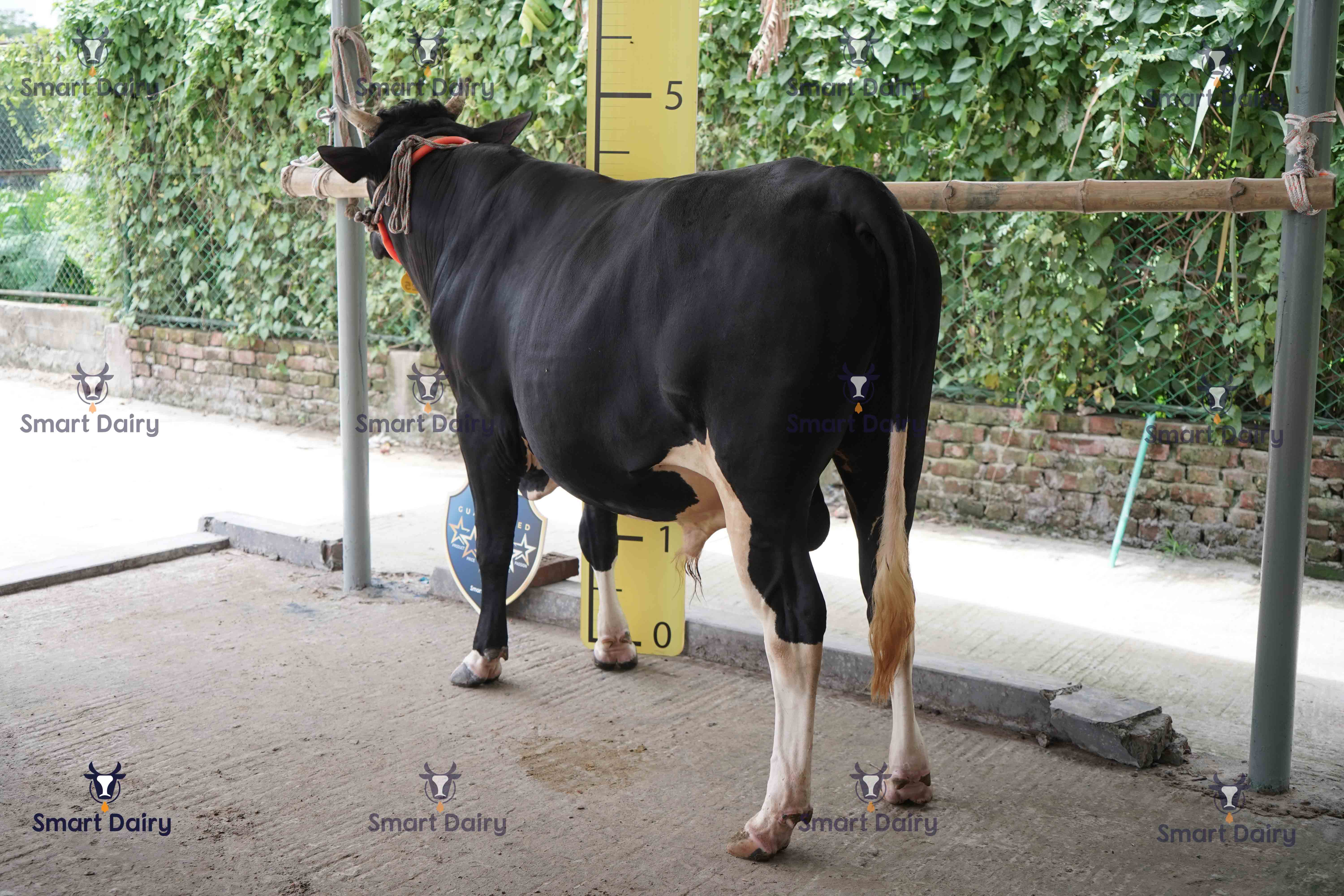 Male - Bull (ষাঁড়), SD-25