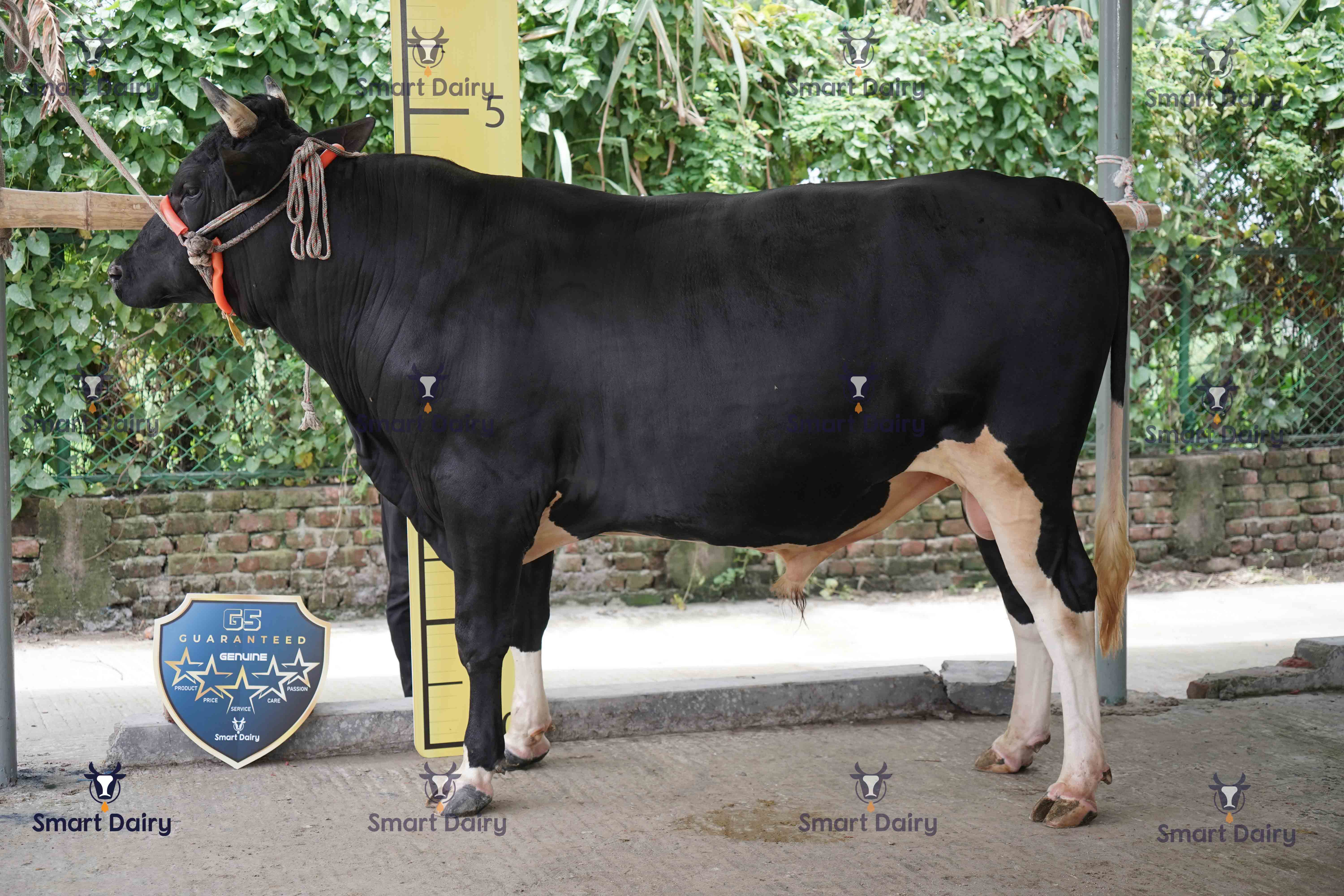 Male - Bull (ষাঁড়), SD-25