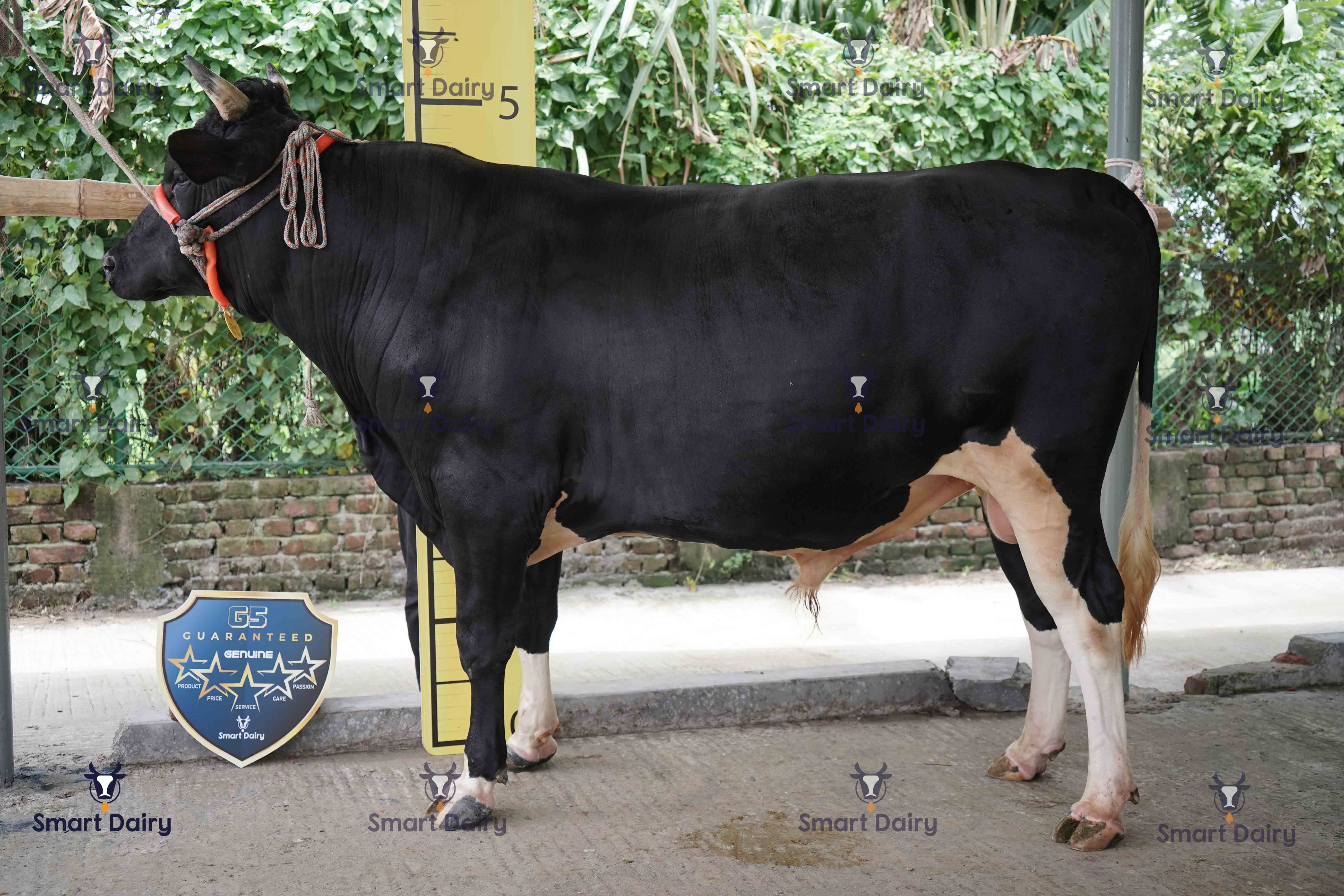 Male - Bull (ষাঁড়), SD-25