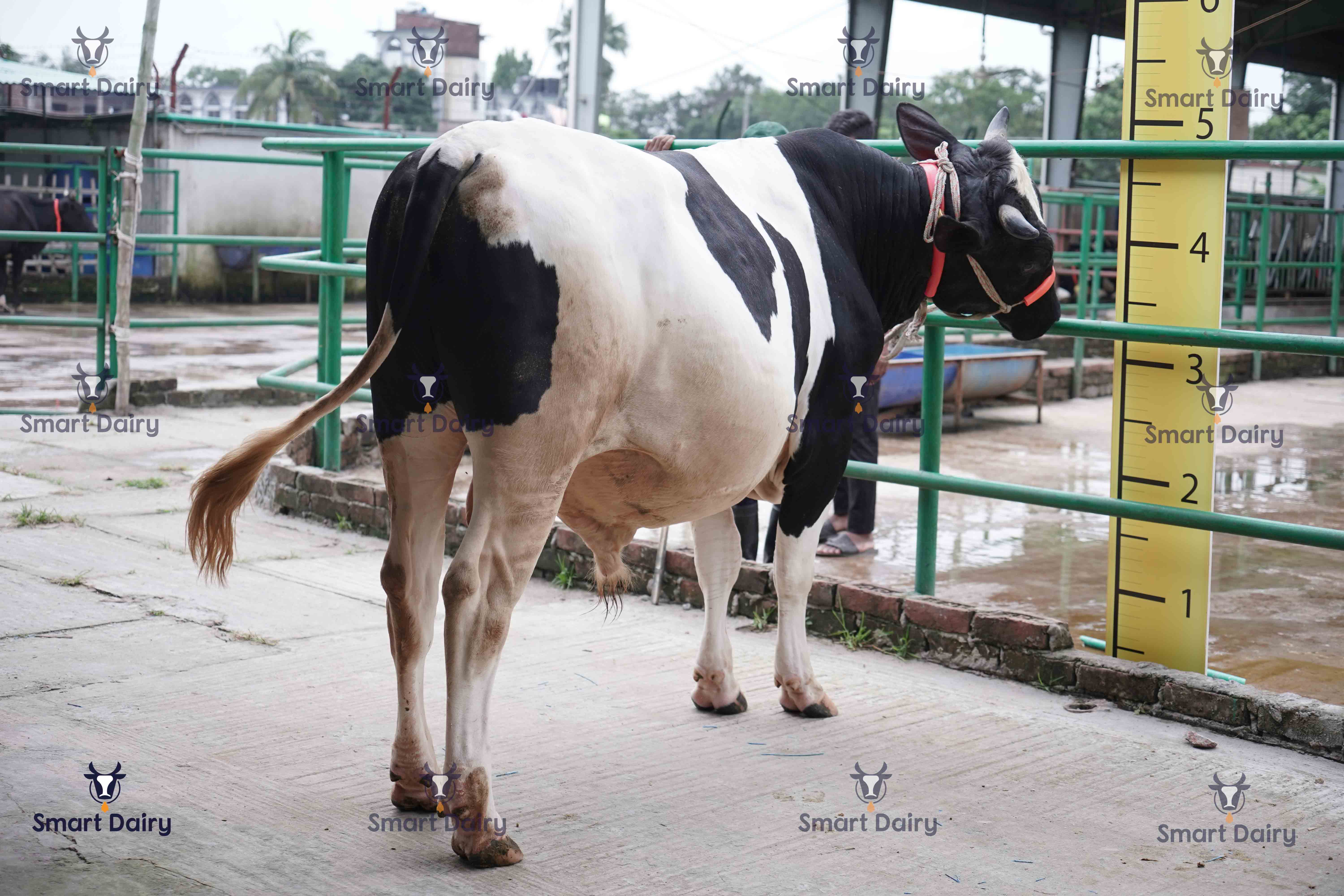 Male - Bull (ষাঁড়), SD-29