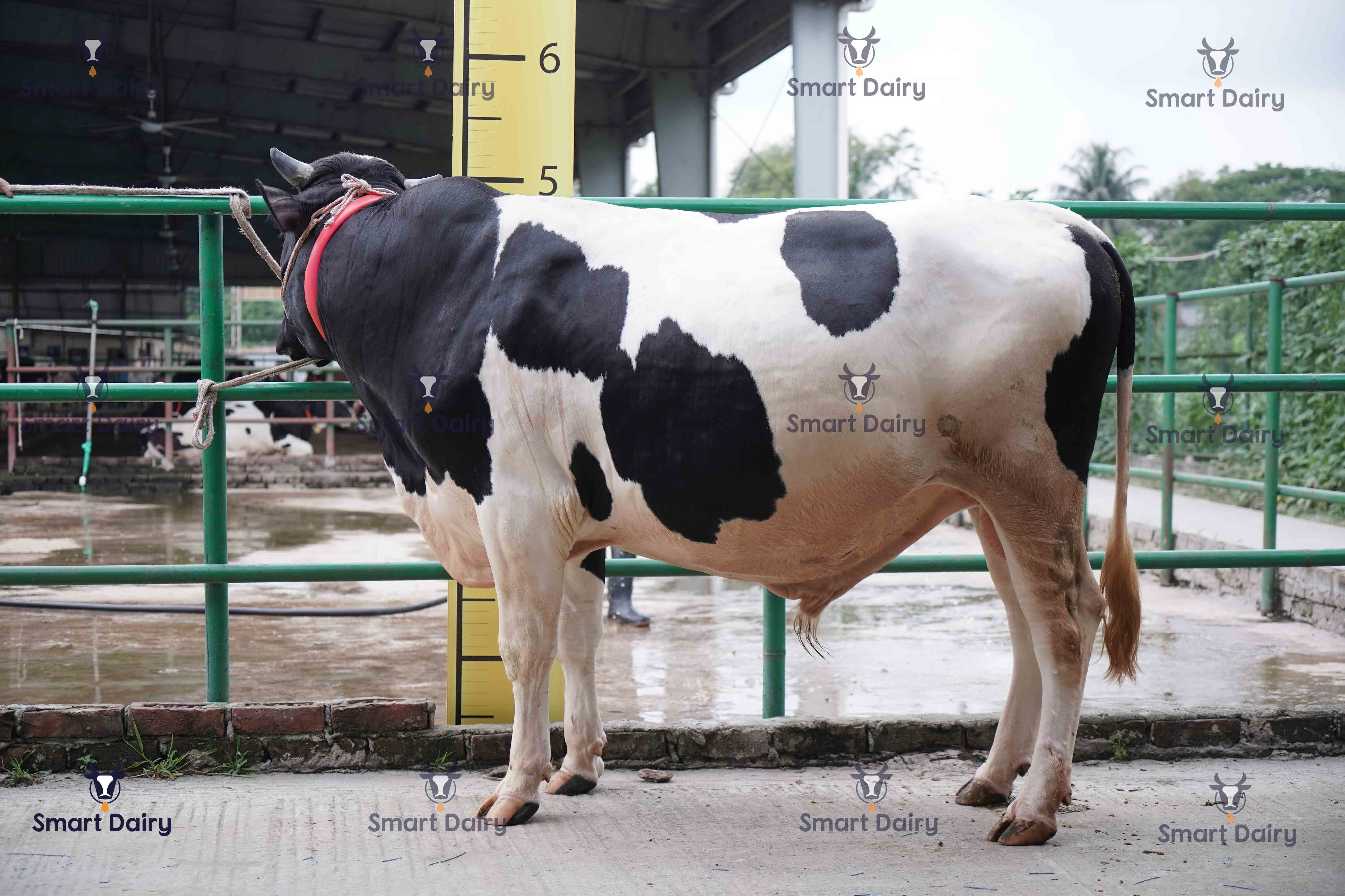 Male - Bull (ষাঁড়), SD-29