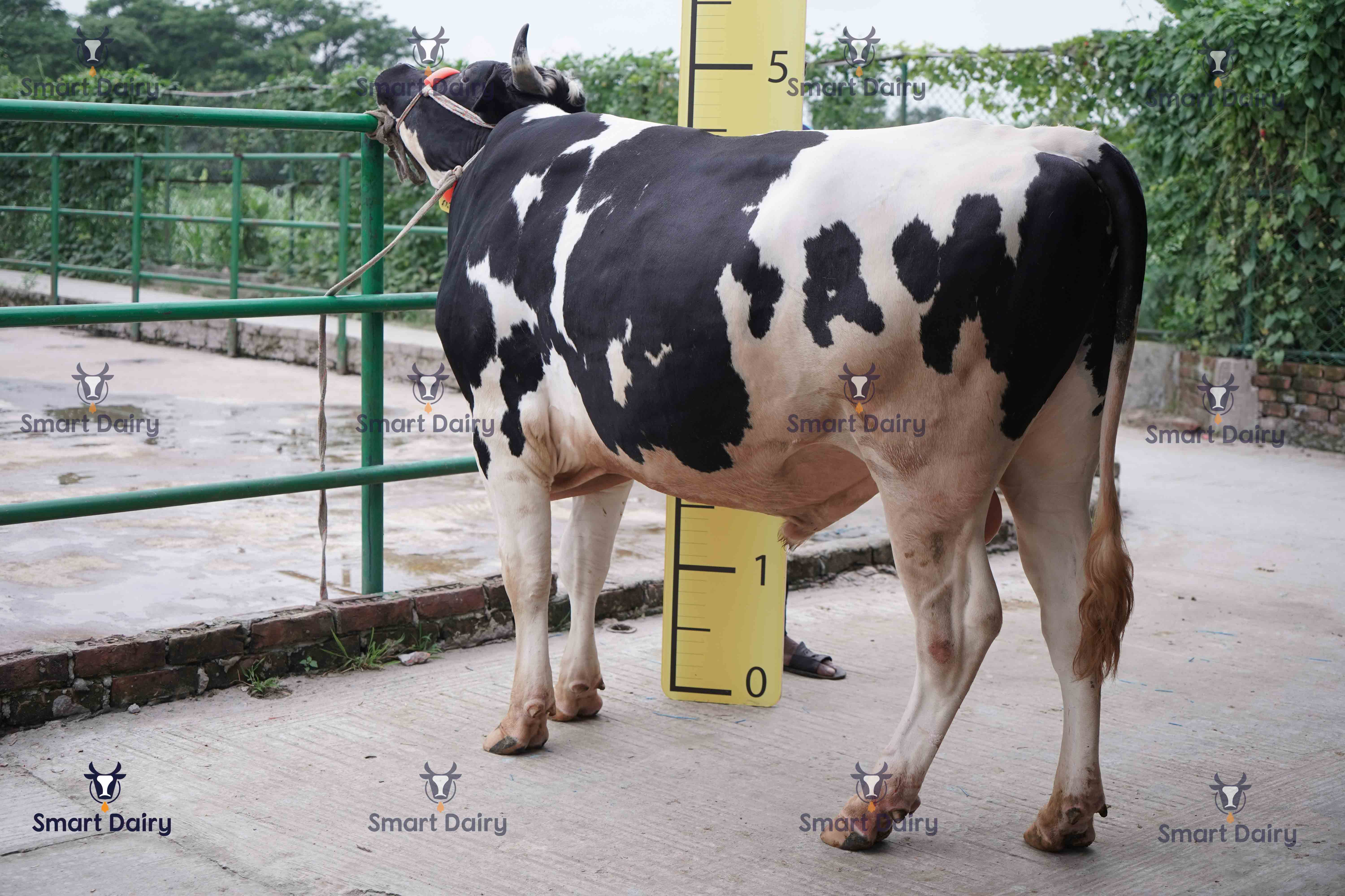 Male - Bull (ষাঁড়), SD-30