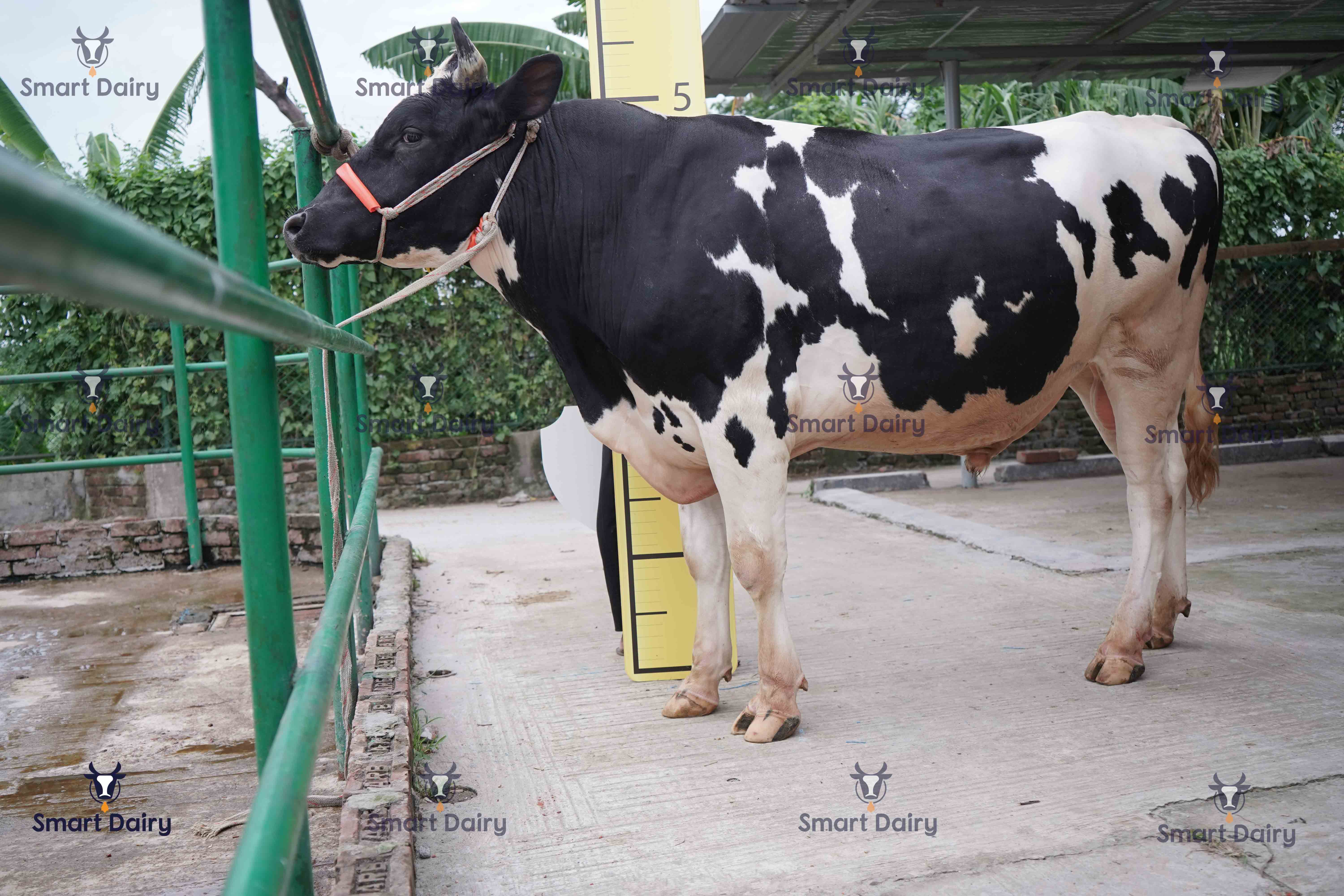 Male - Bull (ষাঁড়), SD-30