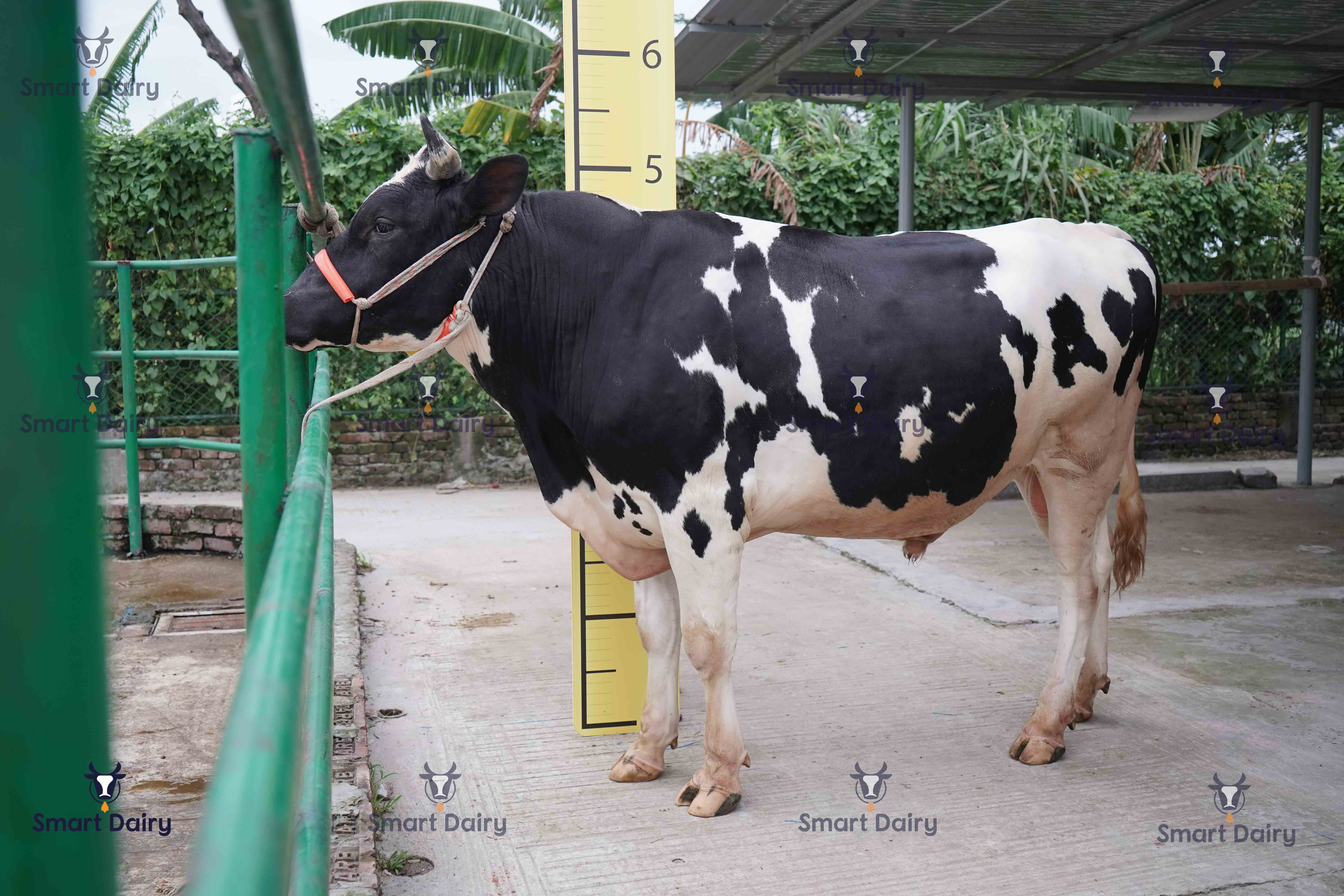 Male - Bull (ষাঁড়), SD-30