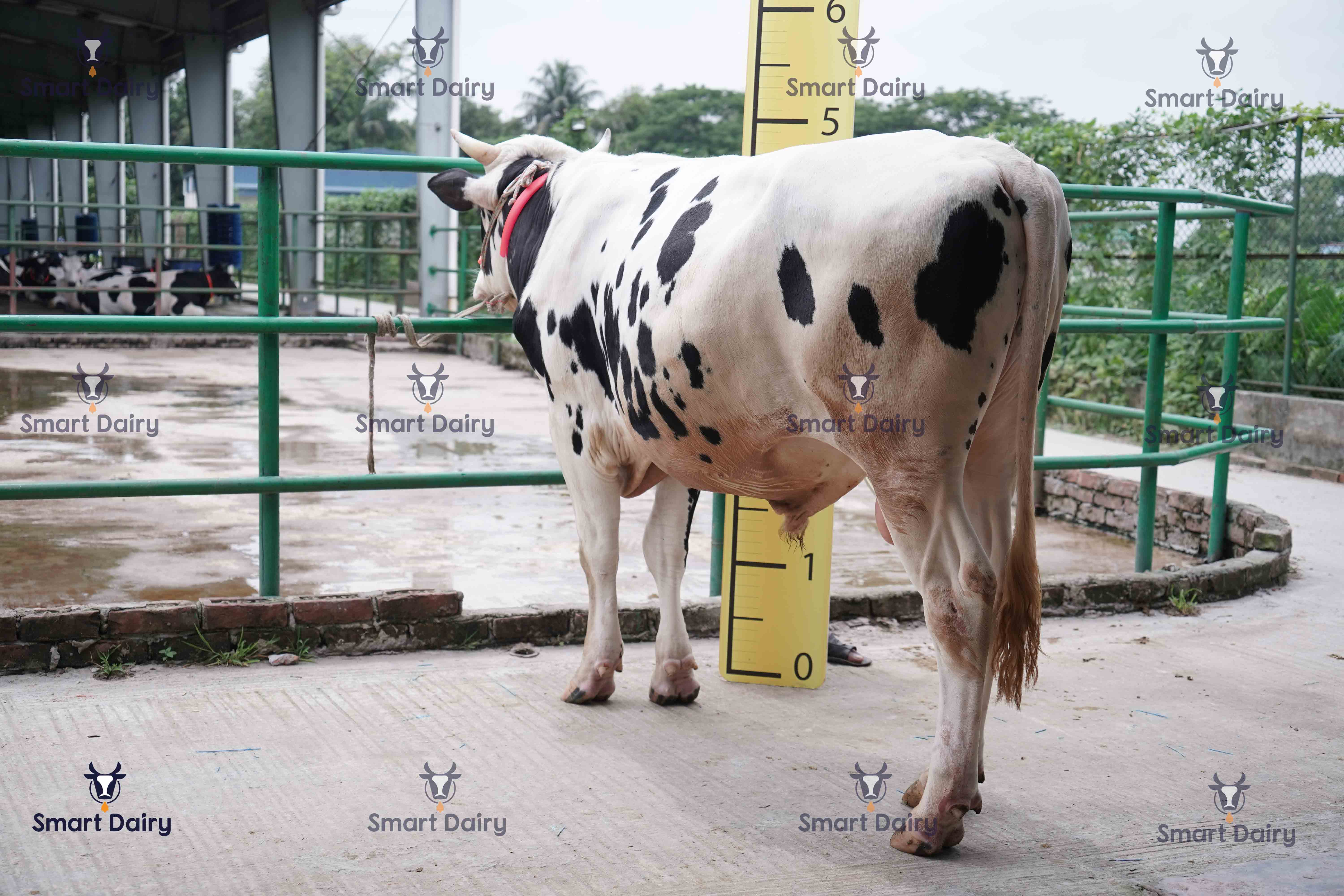 Male - Bull (ষাঁড়), SD-31