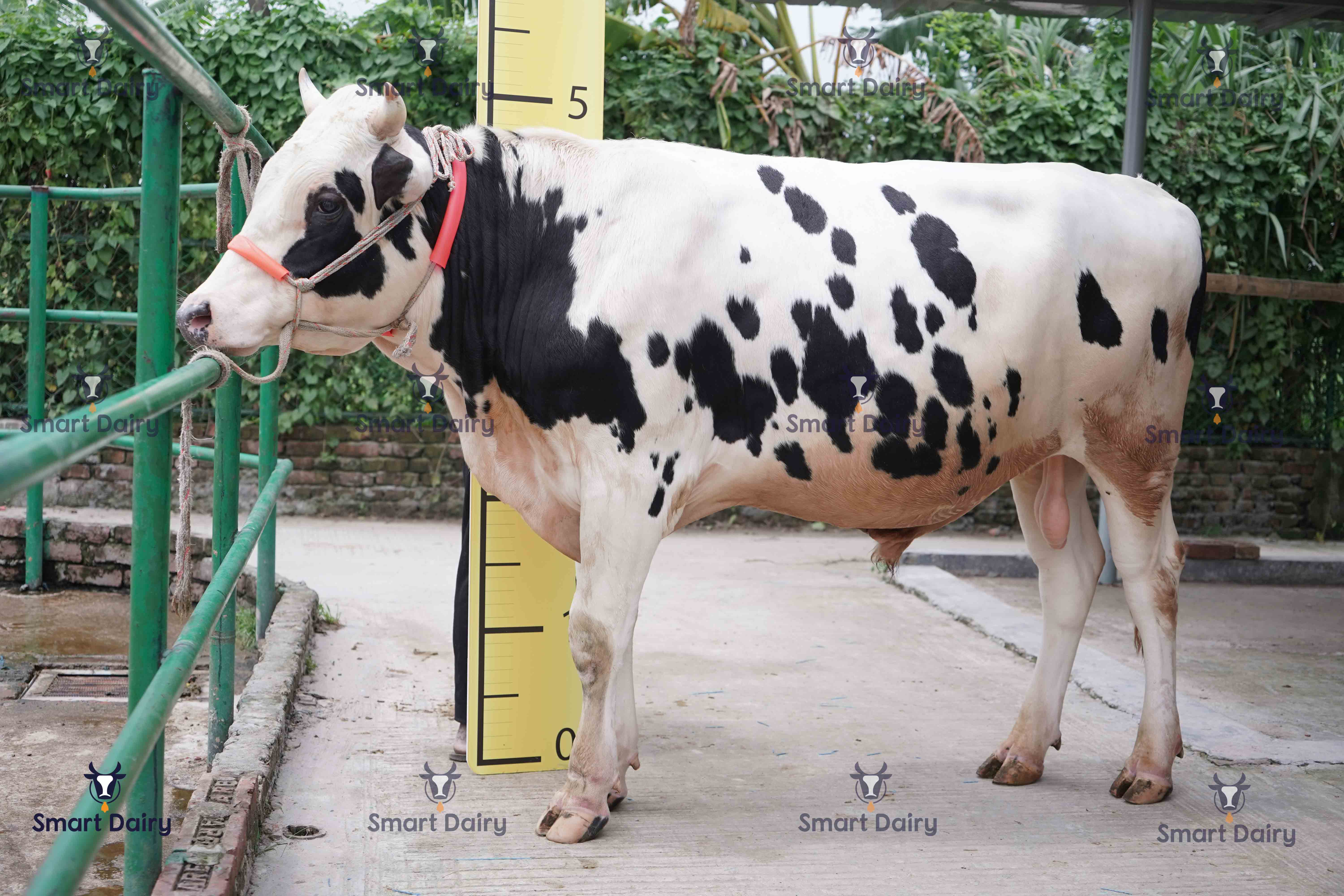 Male - Bull (ষাঁড়), SD-31