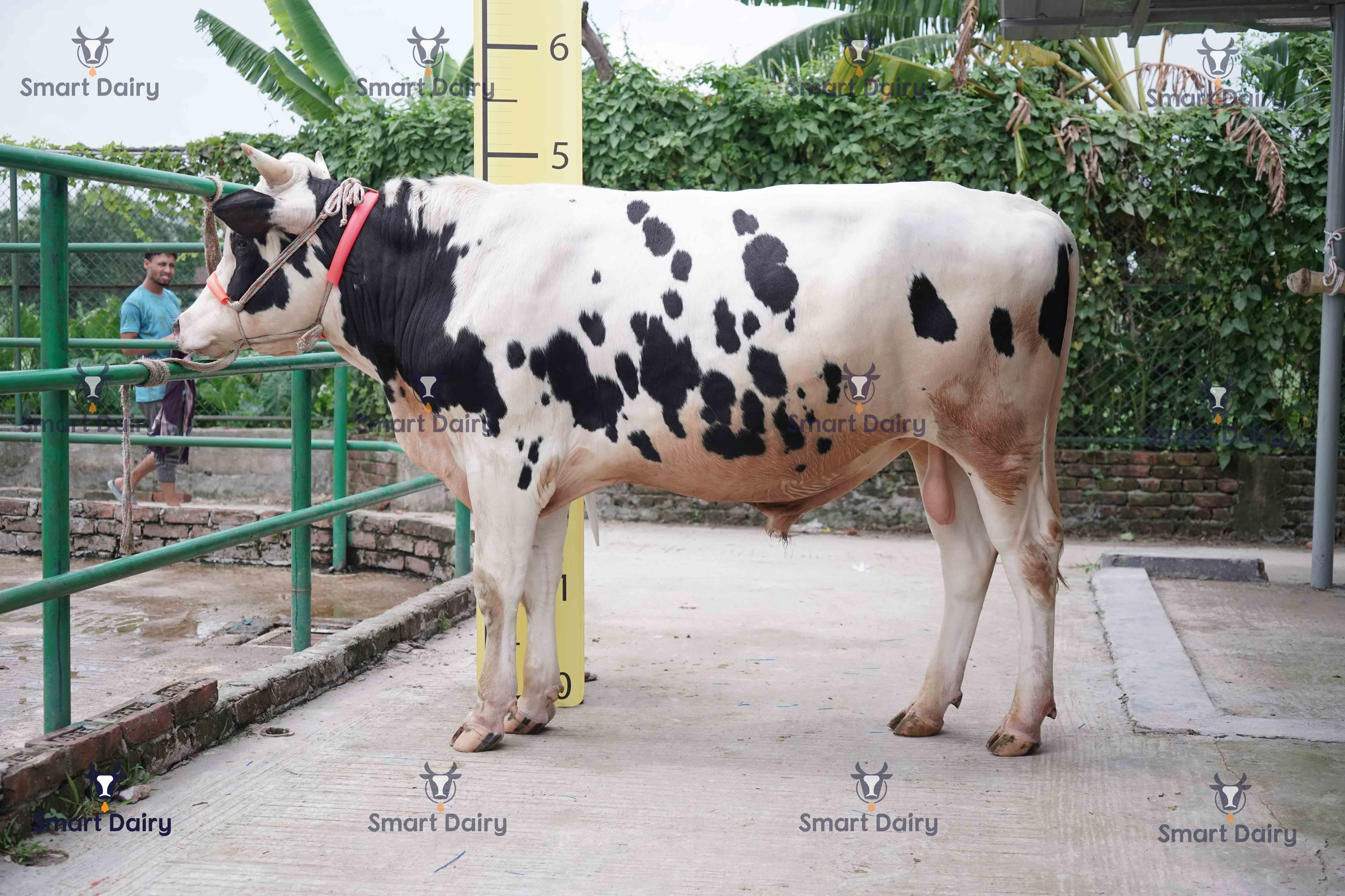 Male - Bull (ষাঁড়), SD-31