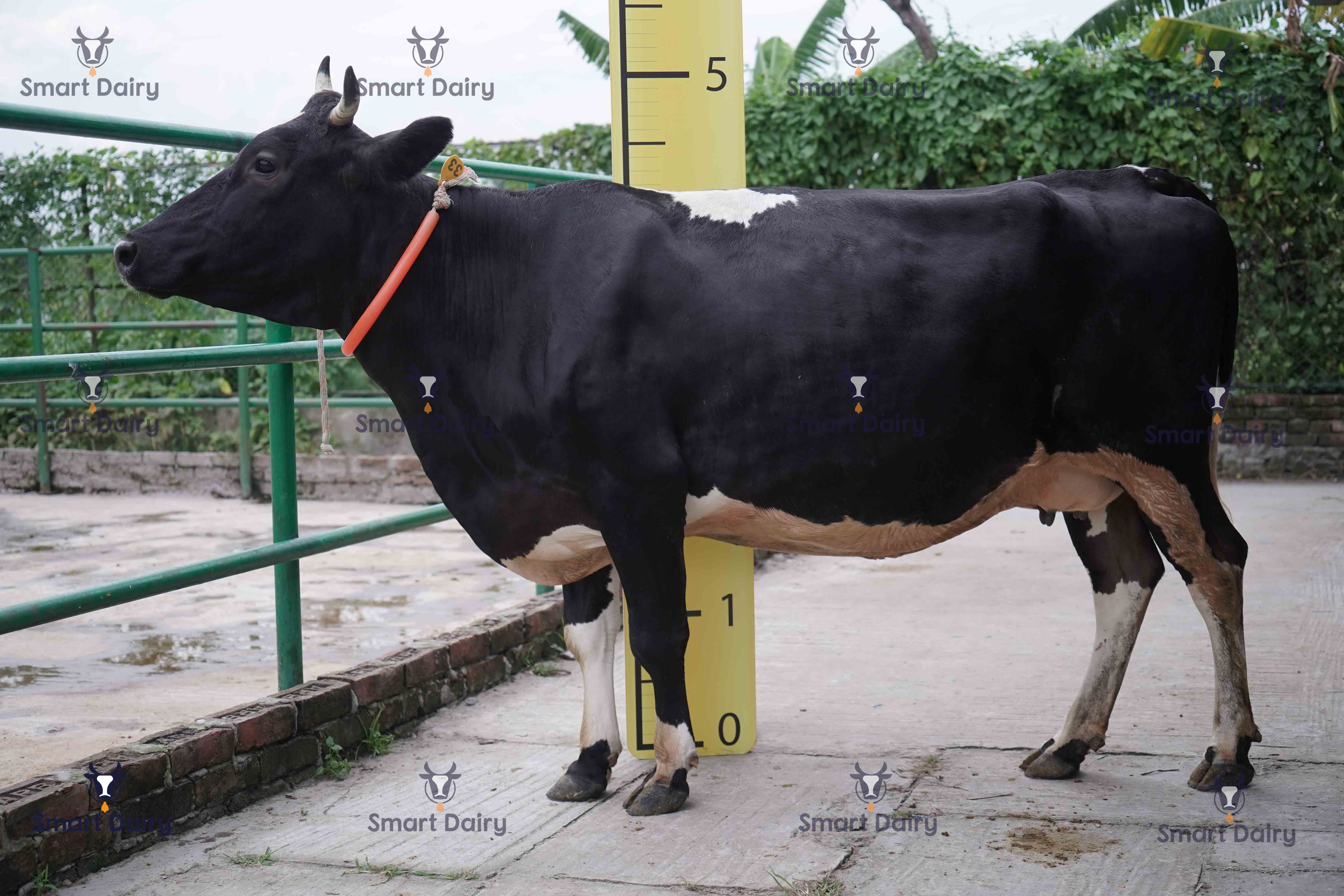 Female, SD-33