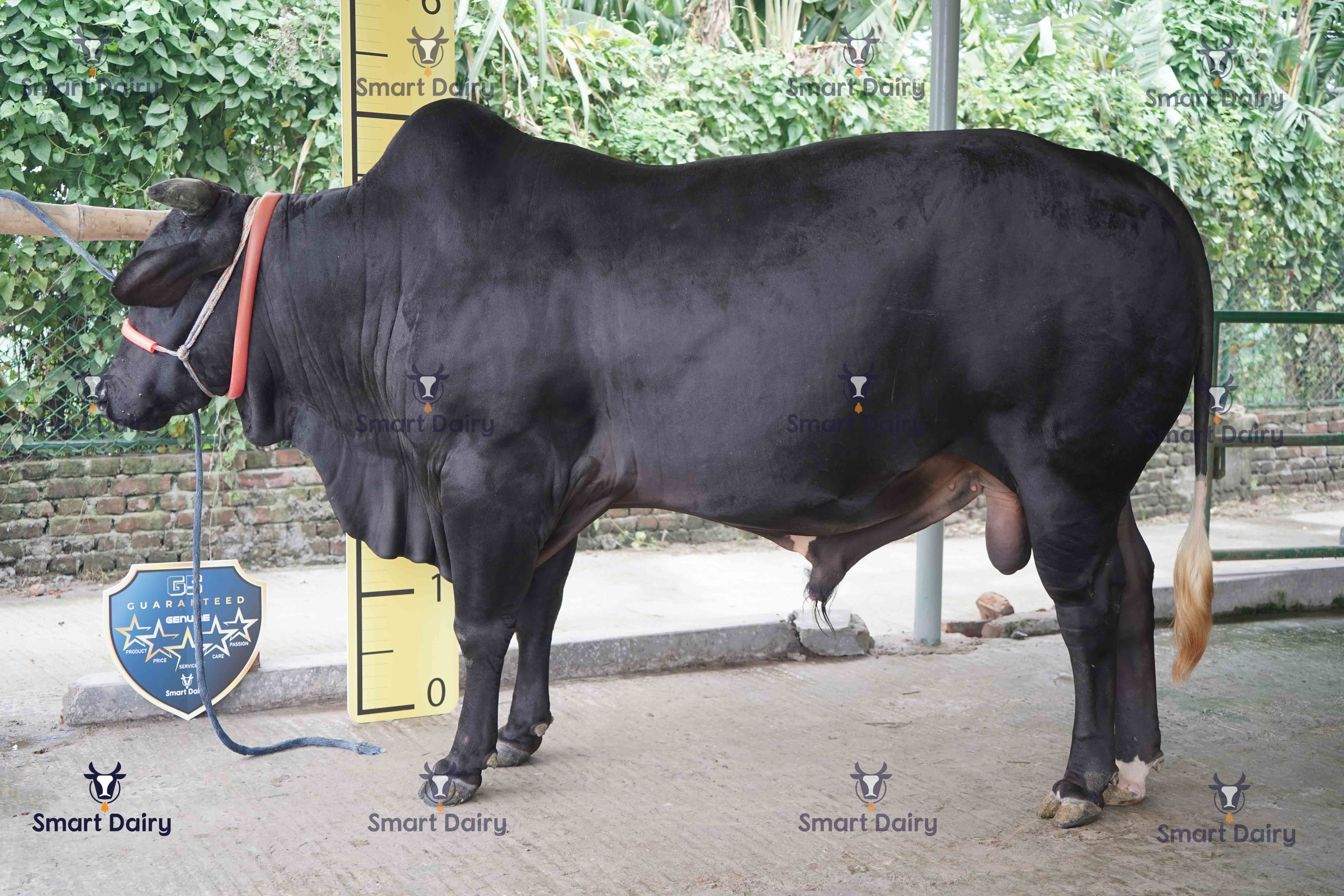 Male - Bull (ষাঁড়), SD-35