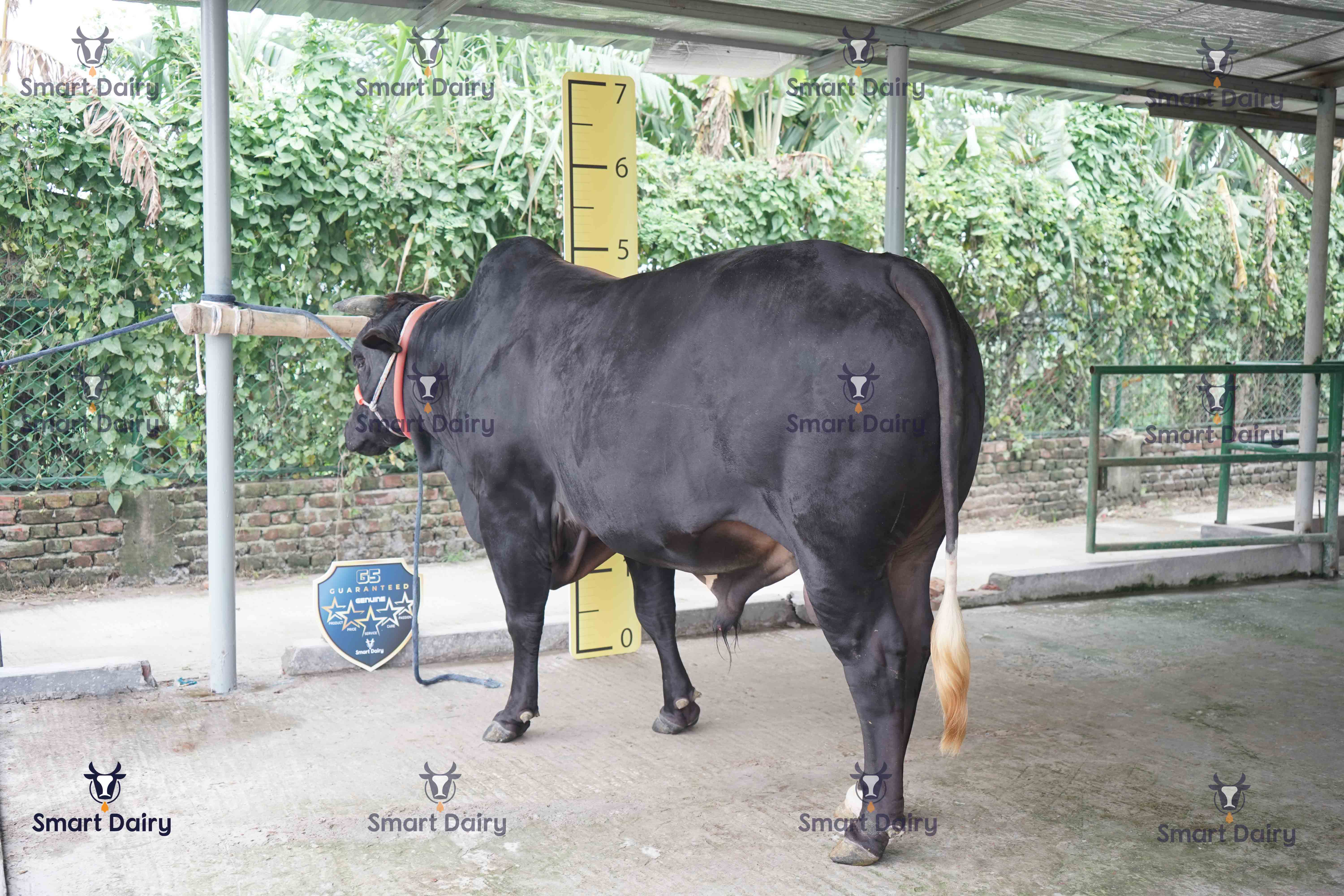 Male - Bull (ষাঁড়), SD-35