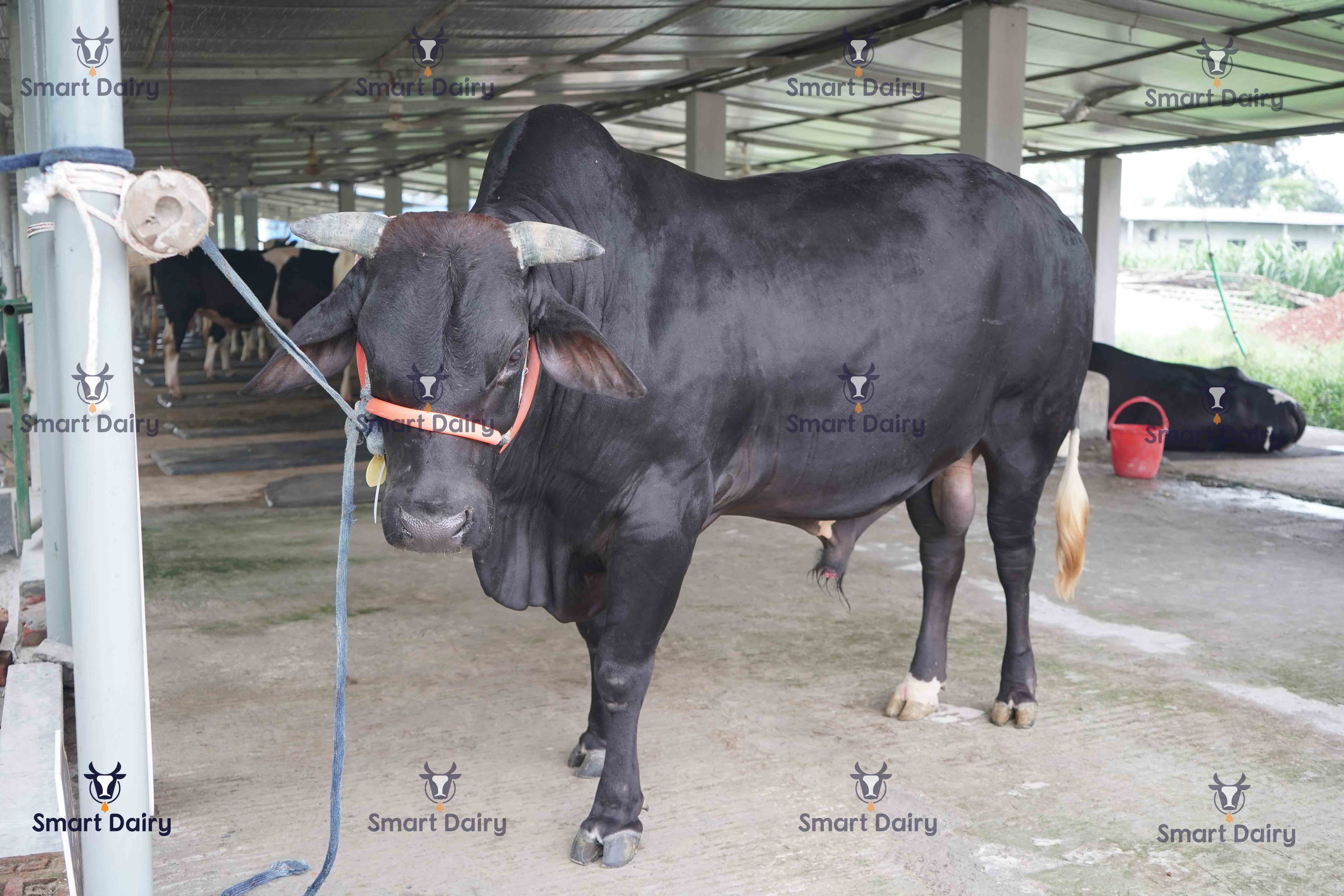 Male - Bull (ষাঁড়), SD-35
