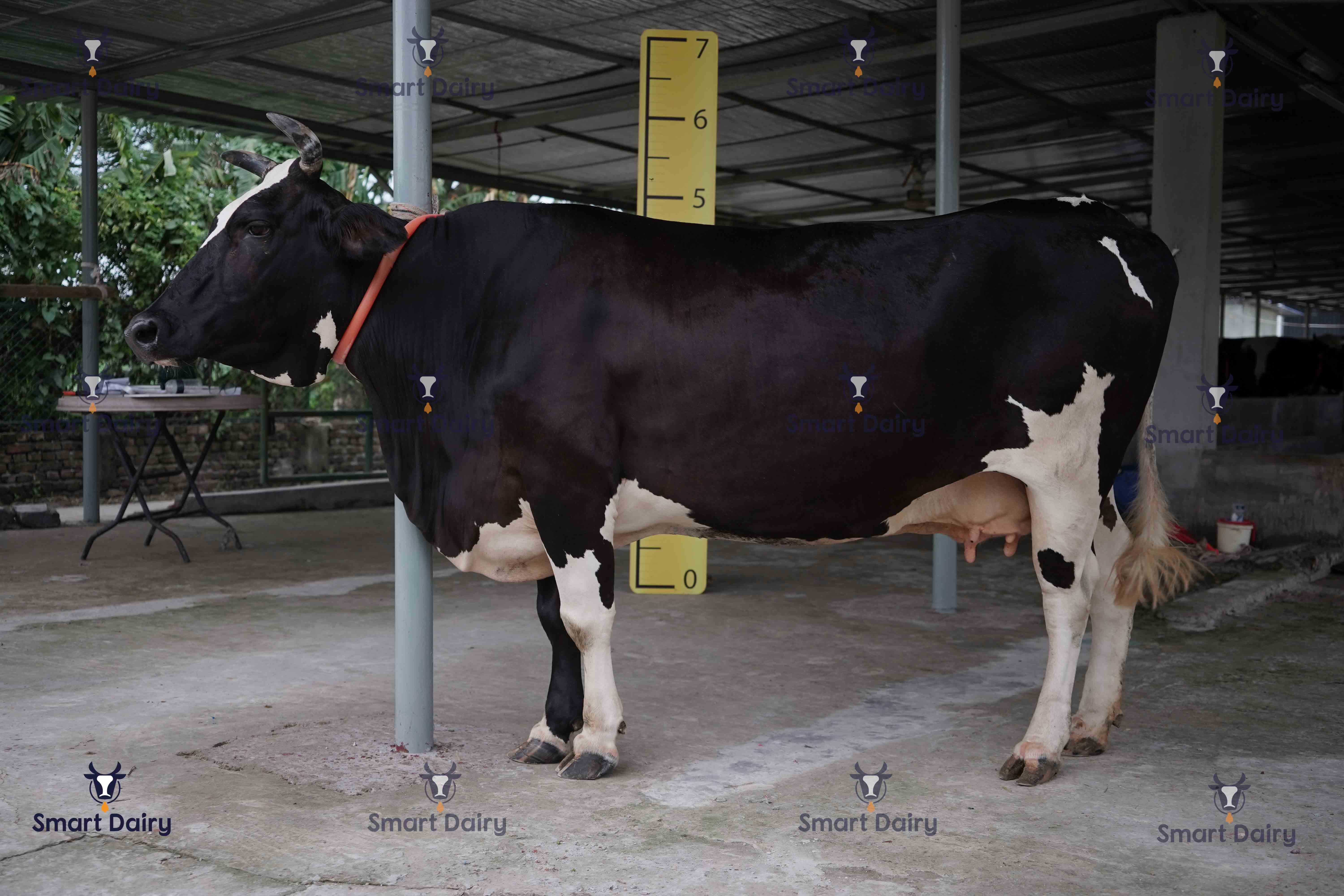 Female, SD-42