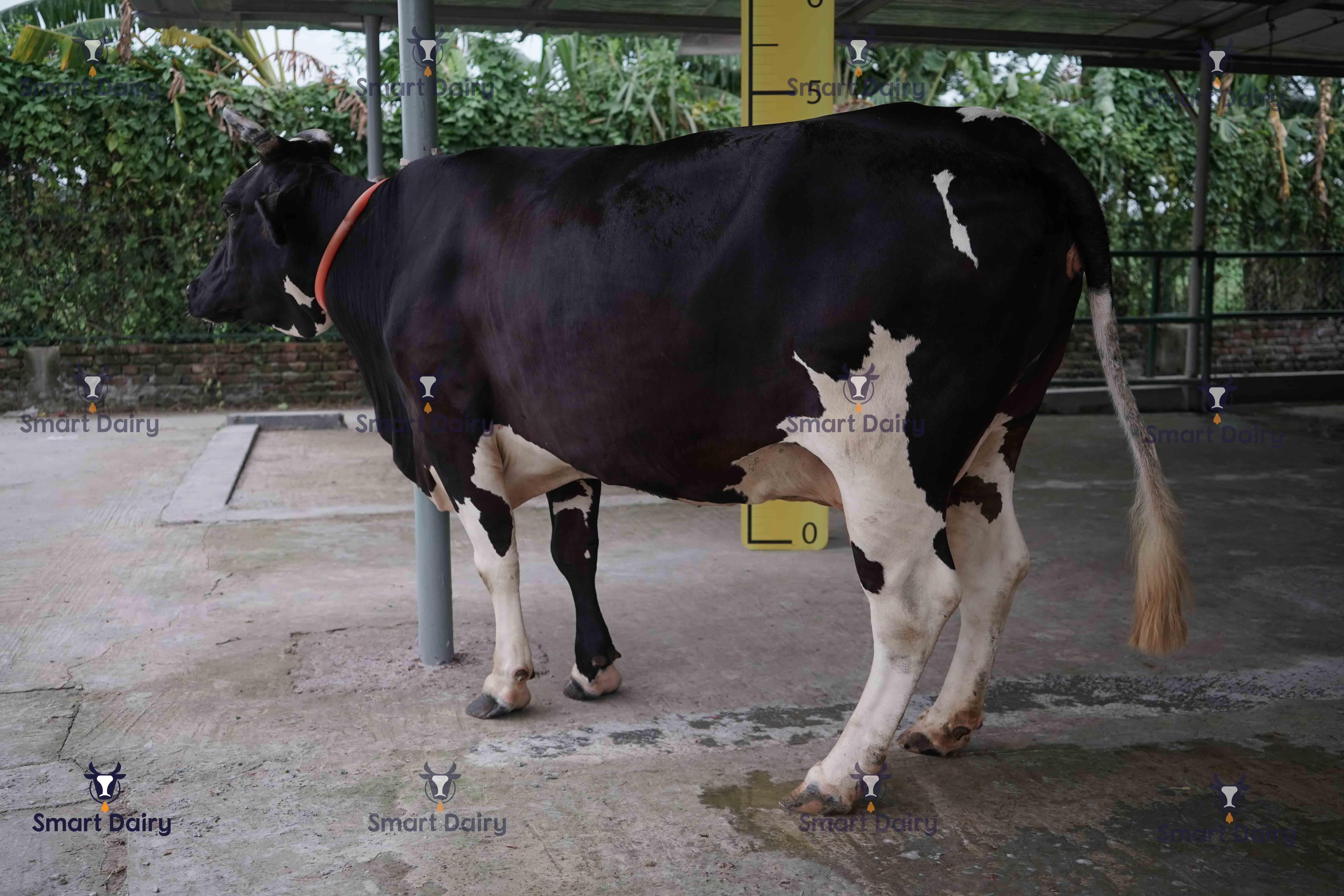 Female, SD-42