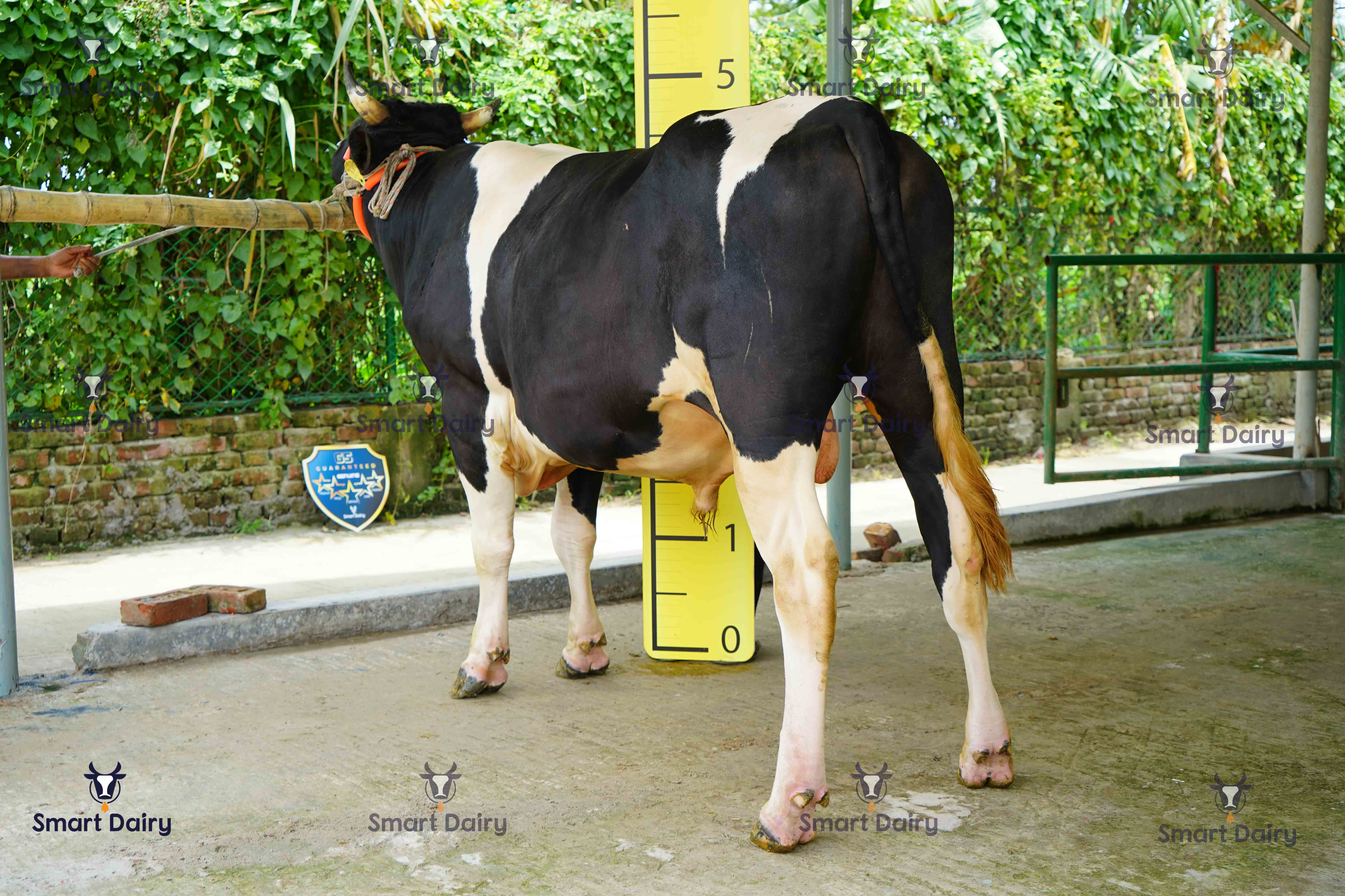 Male - Bull (ষাঁড়), SD-43