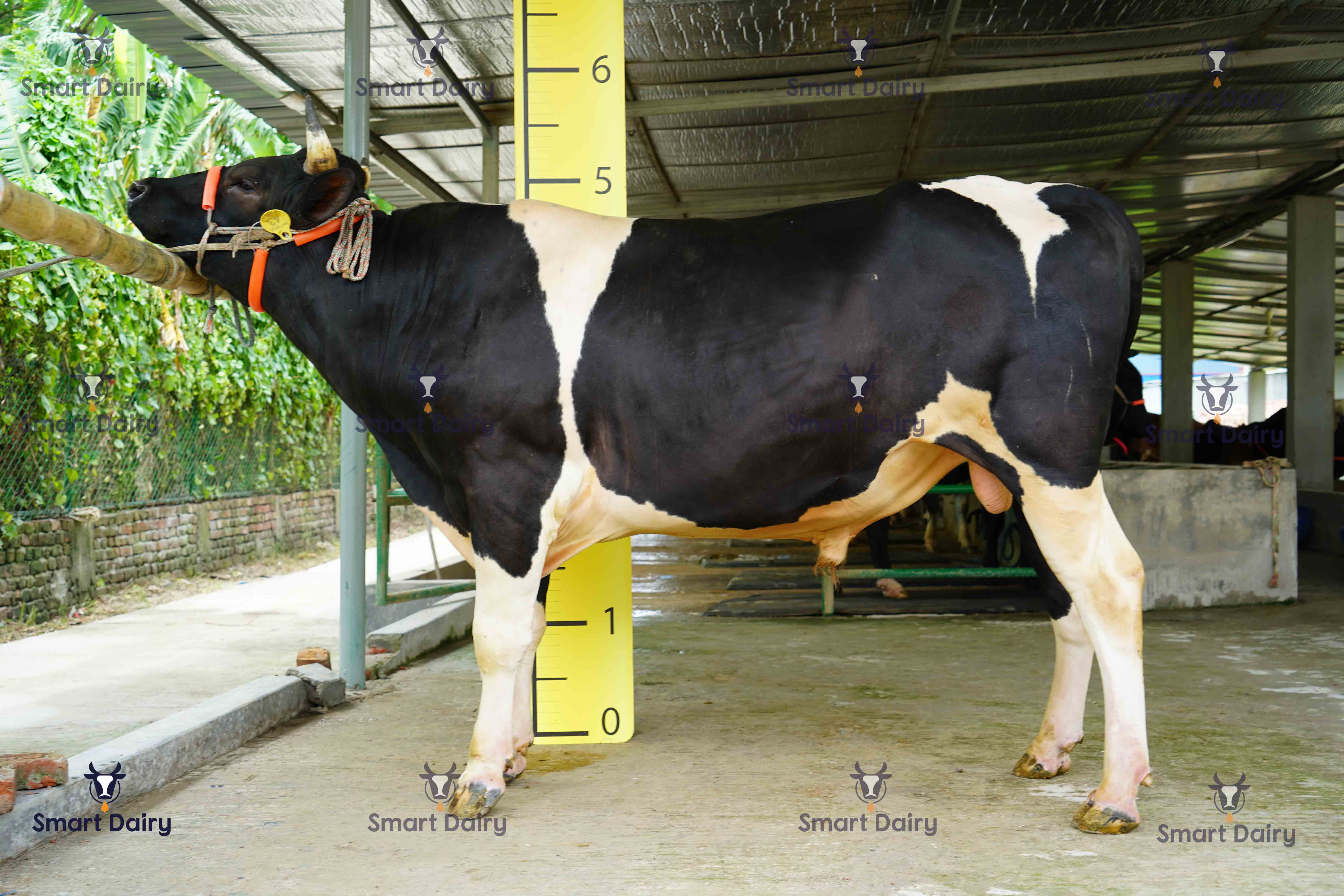 Male - Bull (ষাঁড়), SD-43