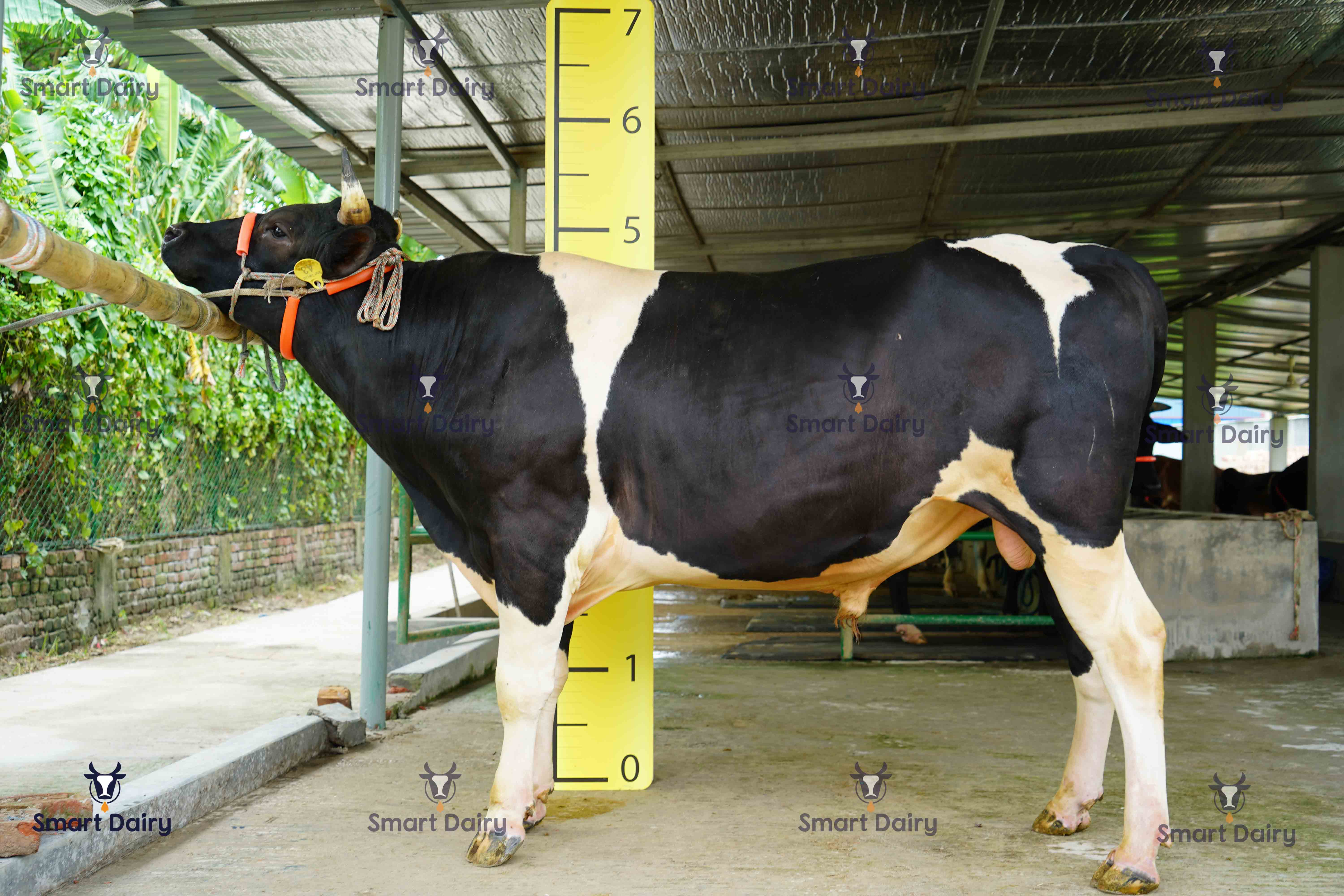 Male - Bull (ষাঁড়), SD-43