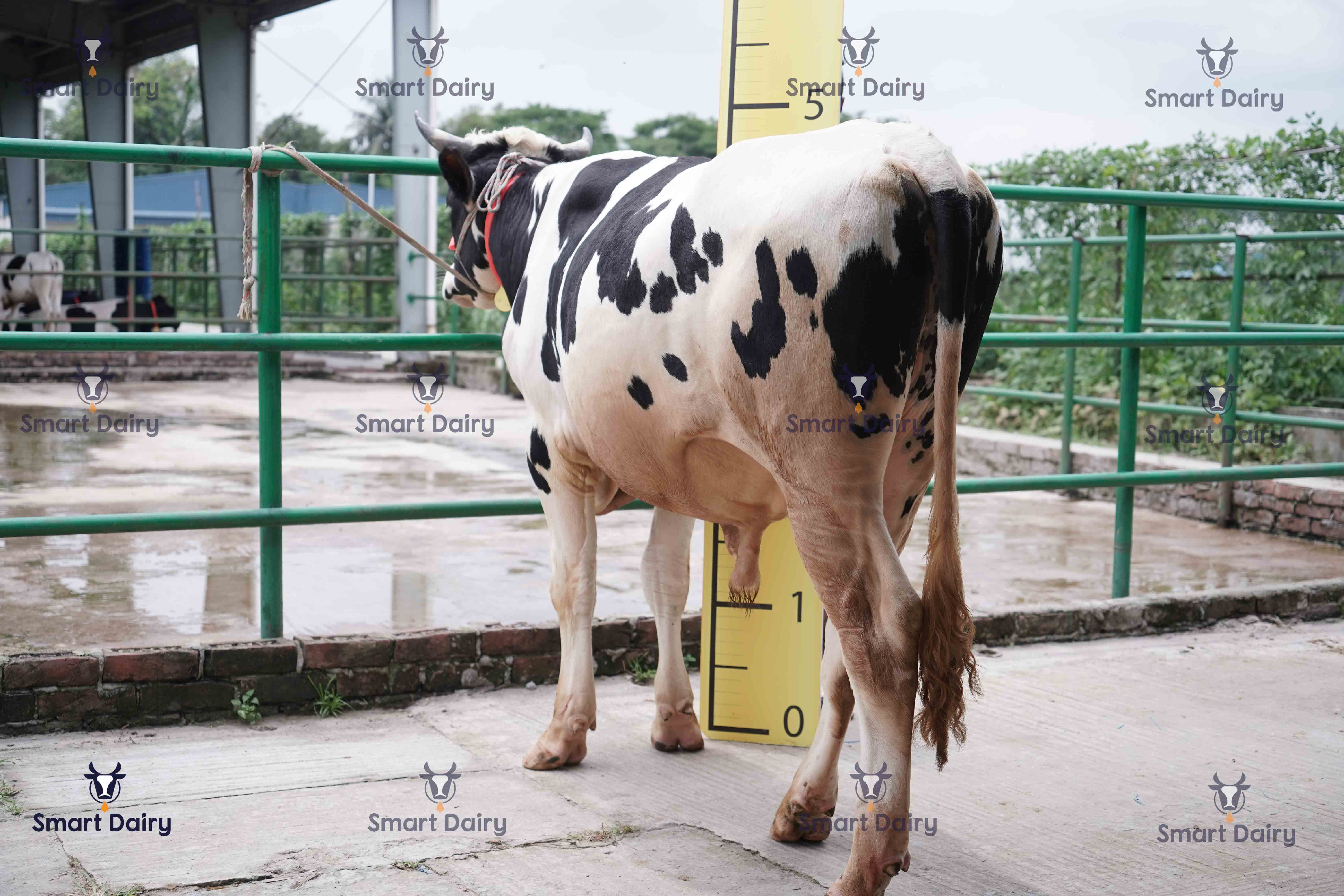 Male - Bull (ষাঁড়), SD-44